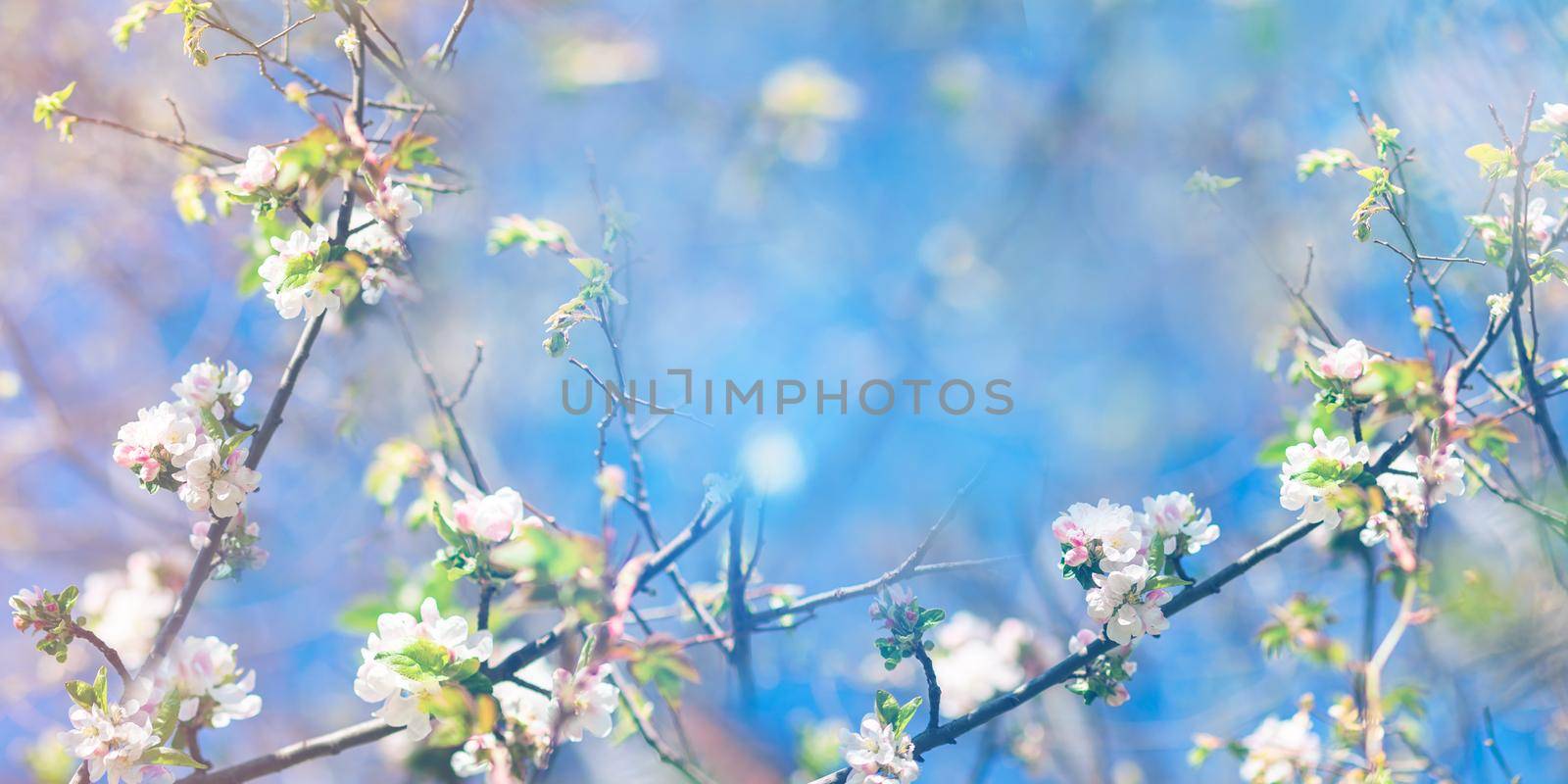 Spring blooming and blossoming flower branch against blue sky banner