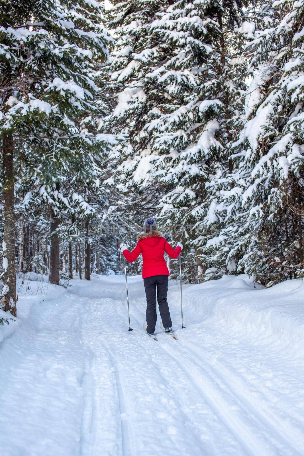 A girl in a red jacket goes skiing in a snowy forest in winter. The view from the back. Snow background with skis between the trees.