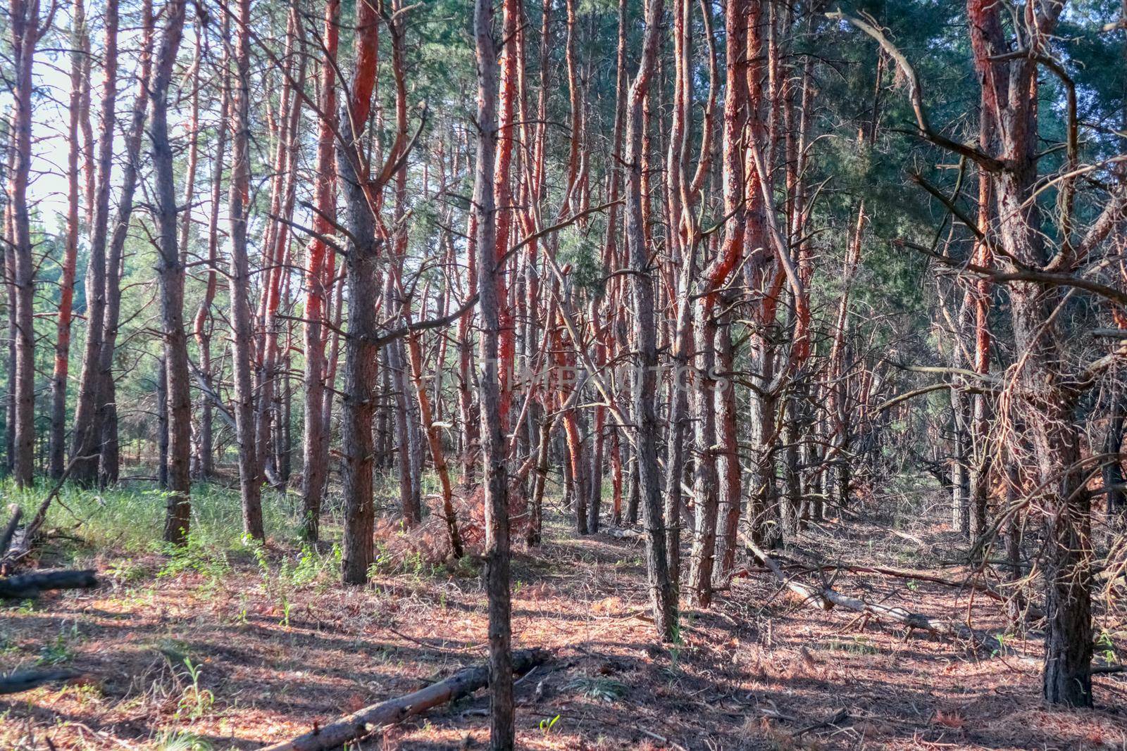 old pine forest. fancy shapes of old trees by roman112007