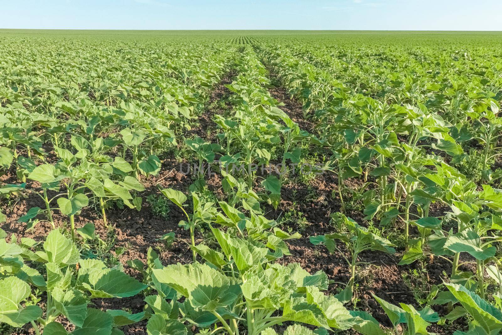 field of young sunflower sprouts against the sky. High quality photo