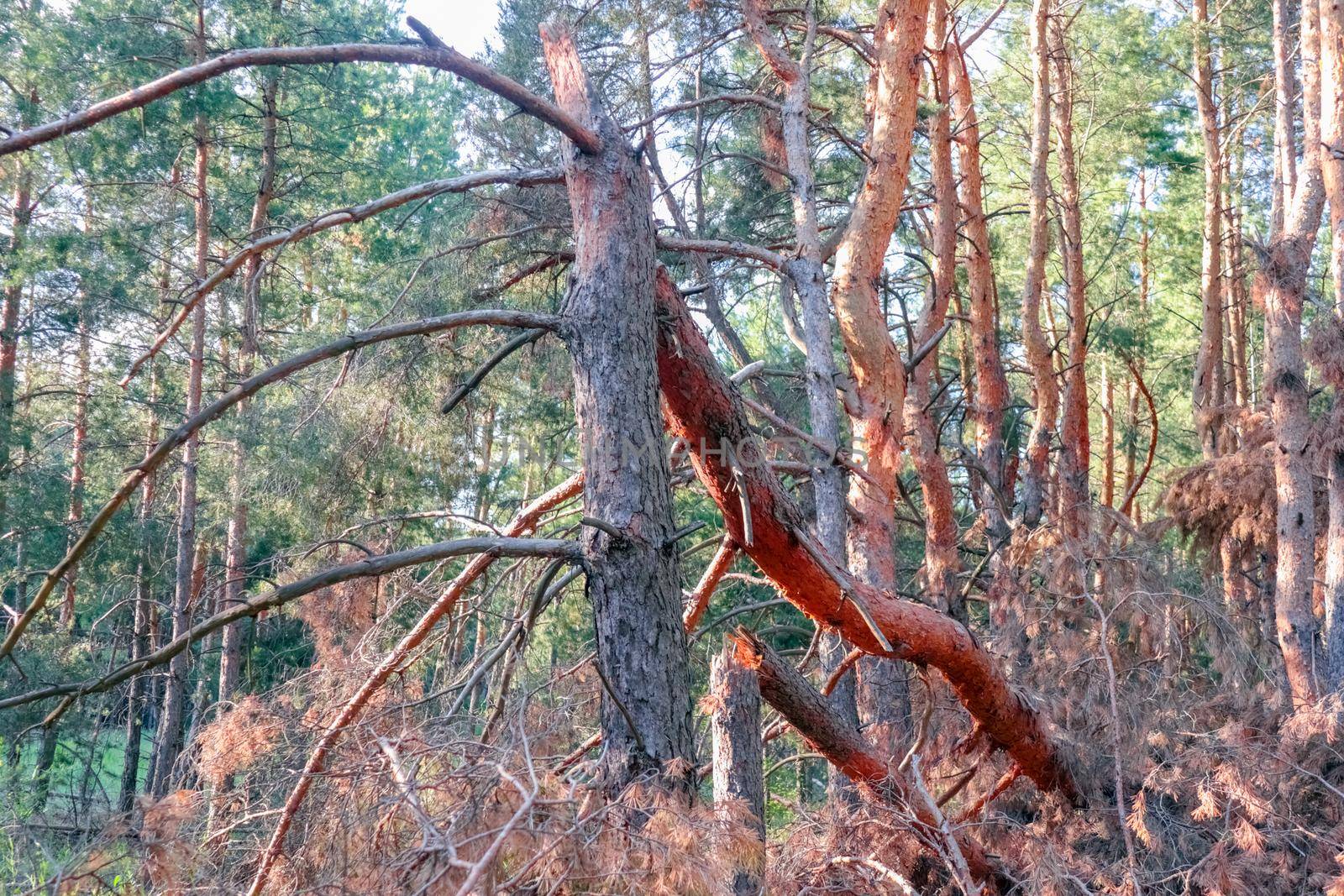 old pine forest. fancy shapes of old trees. High quality photo