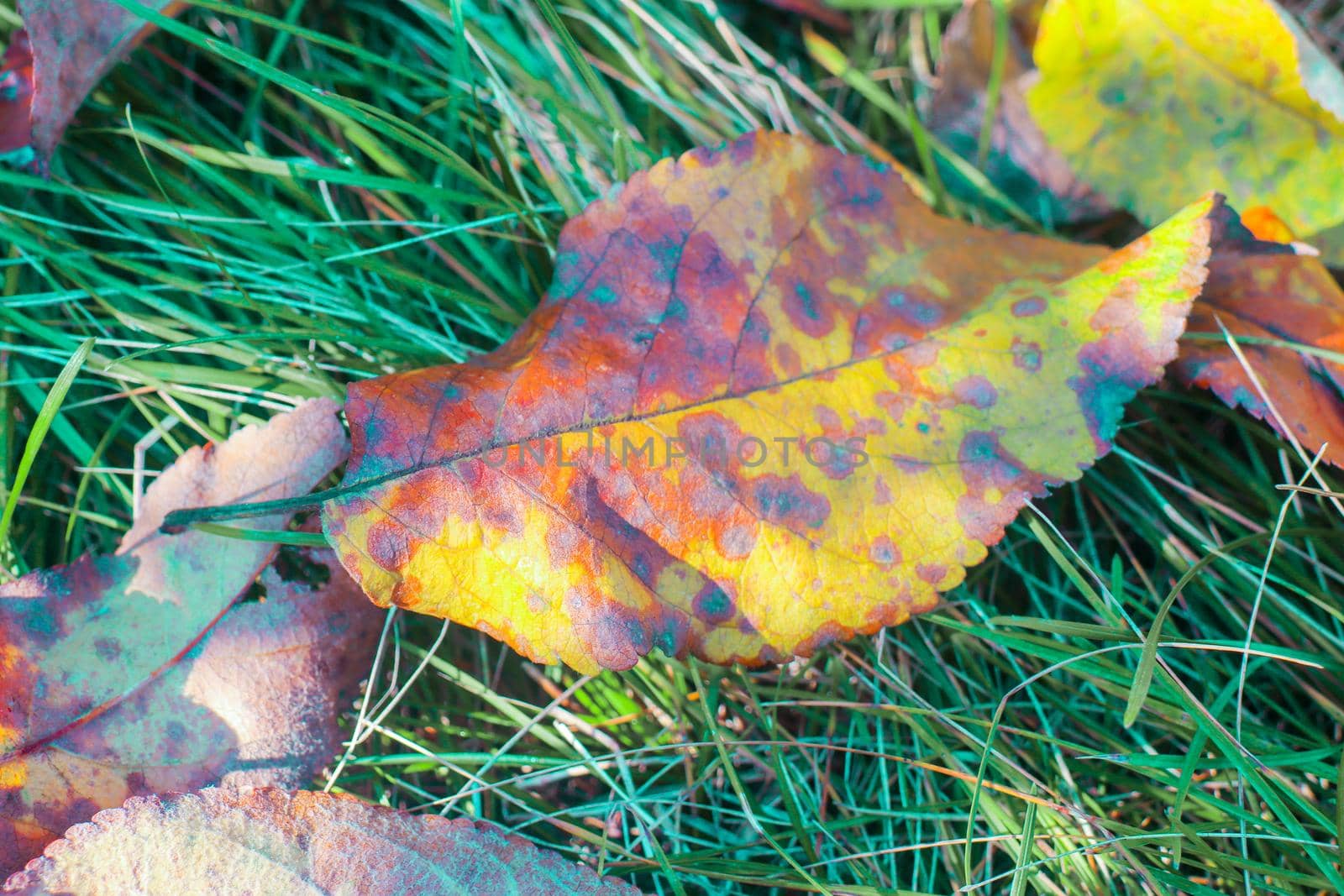 yellow macro sheet as background in autumn Apple tree