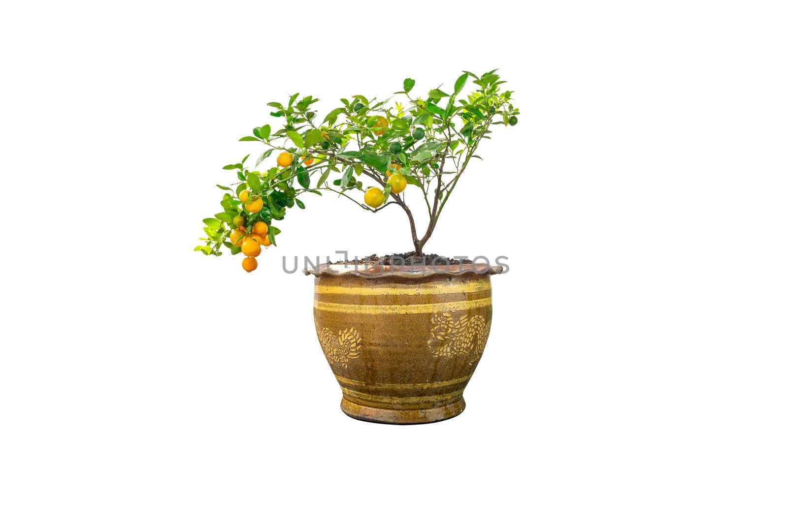 Kumquat tree is a fruit that looks like an oranges but smaller in size in a pot, isolated on white background.