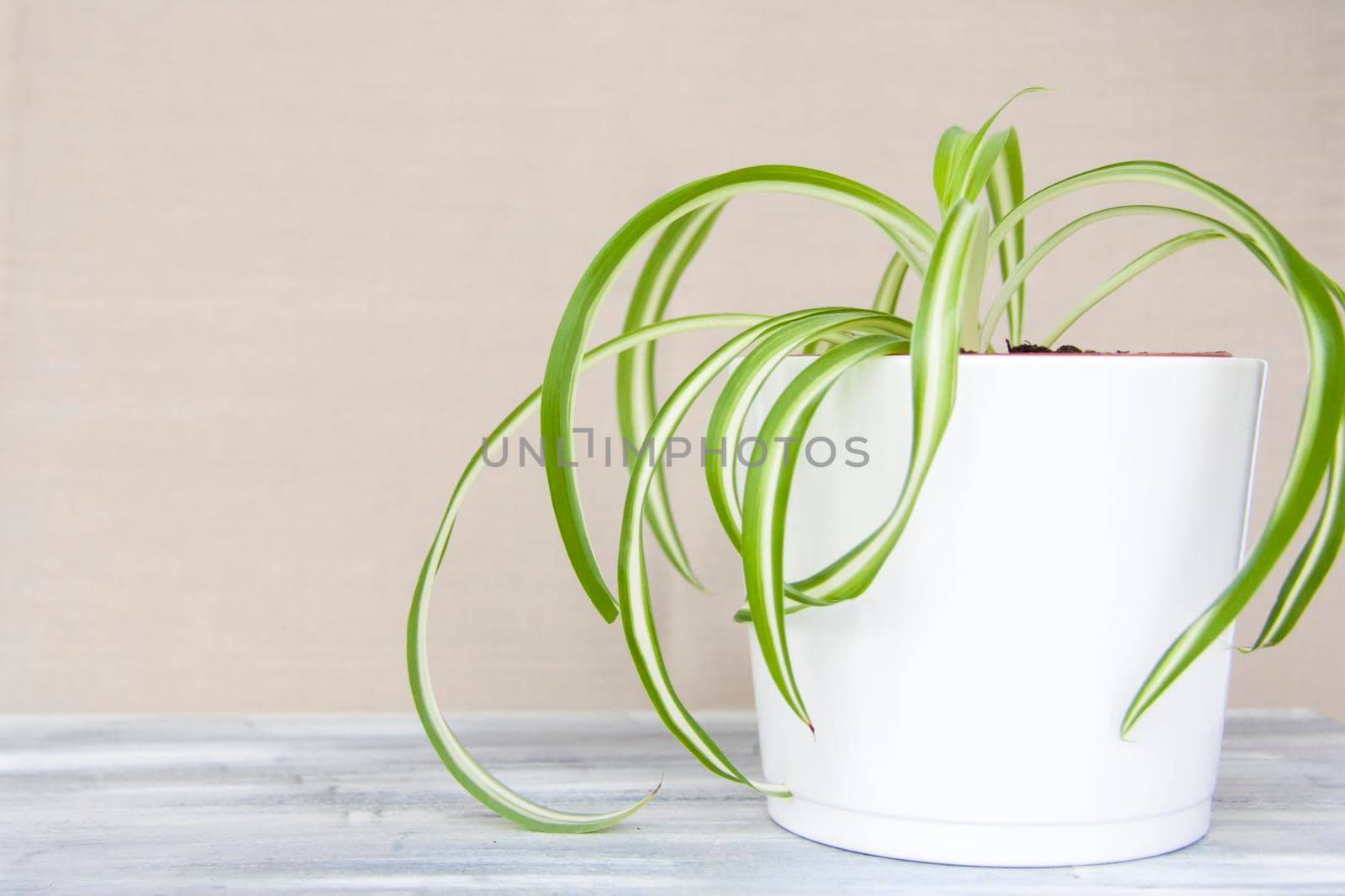 A home-made pot of flowers. Potted flowers. Home decor.