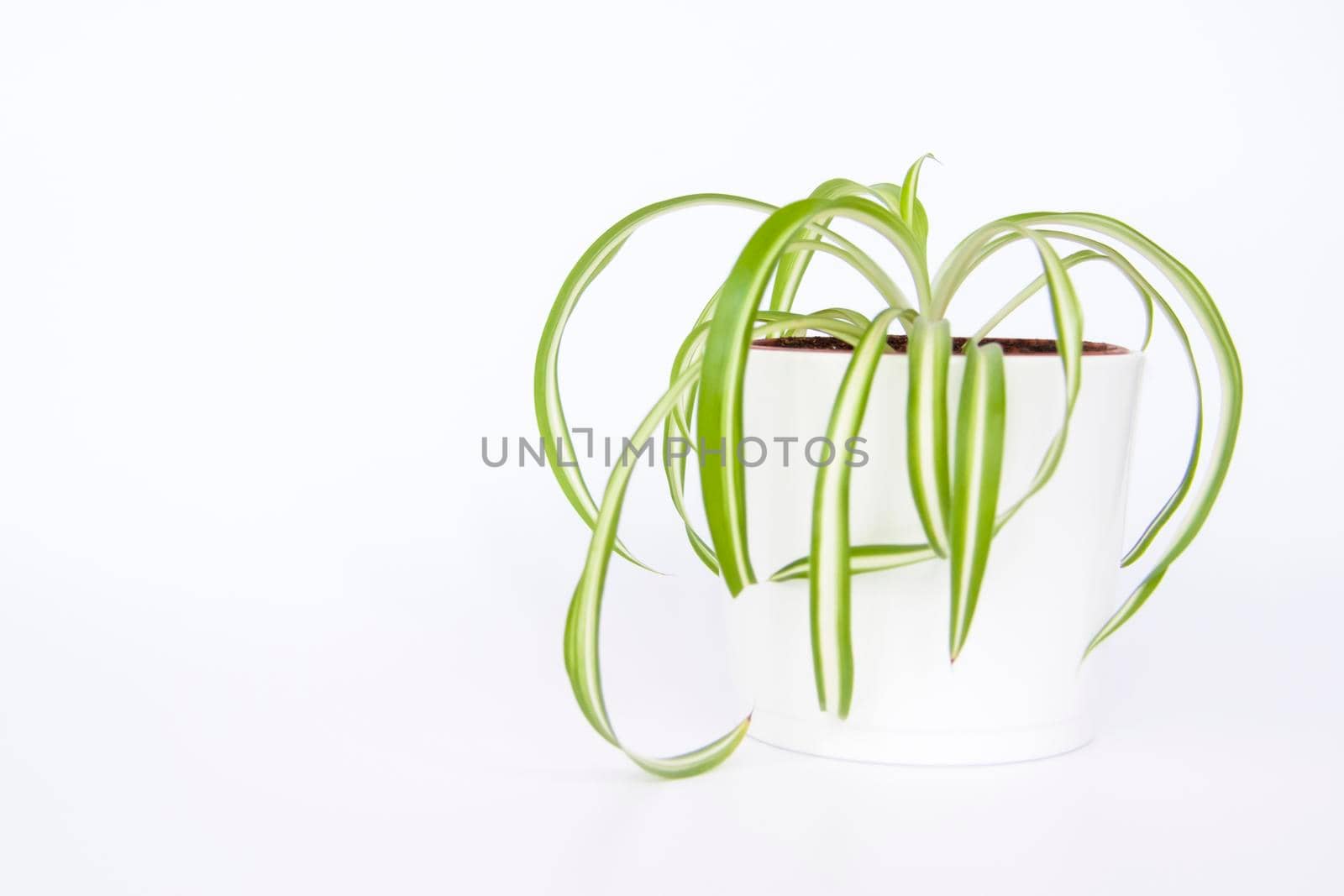 Home pot with flowers on a white background. Potted flowers. Home decor.  
