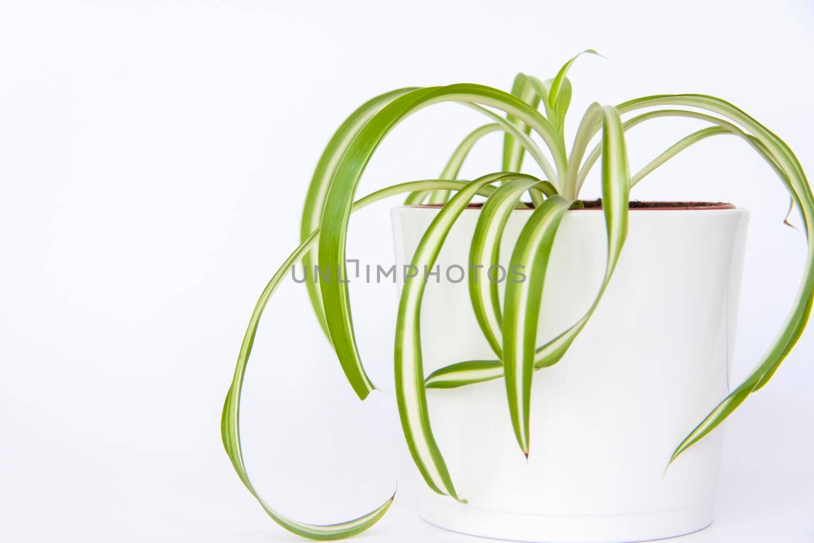 Home pot with flowers on a white background. Potted flowers. Home decor.