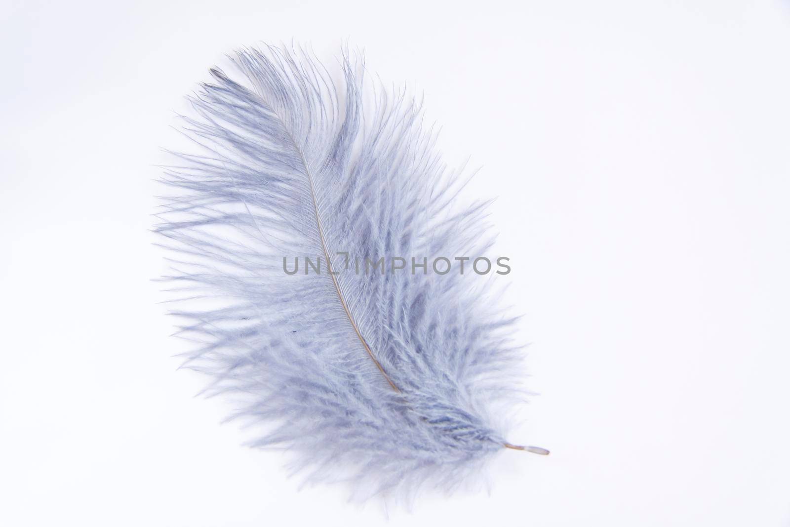Ostrich colored feathers on a white background. A pen on an isolated background. Ostrich 