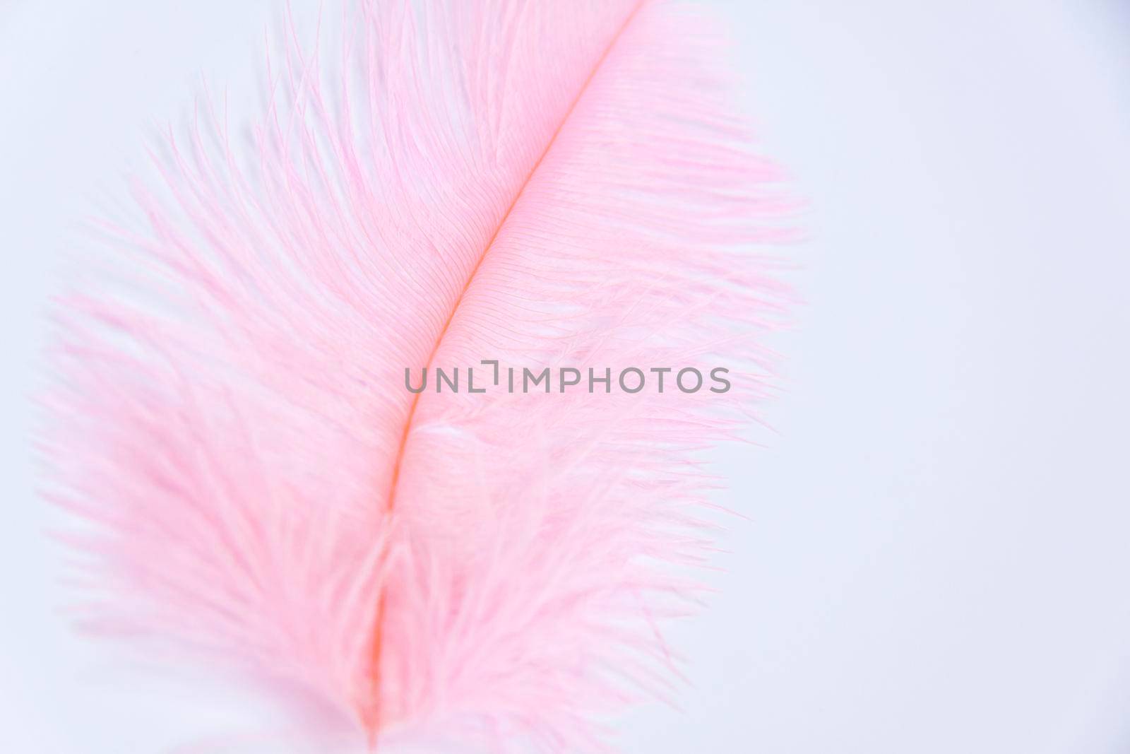 Ostrich colored feathers on a white background. A pen on an isolated background. Ostrich