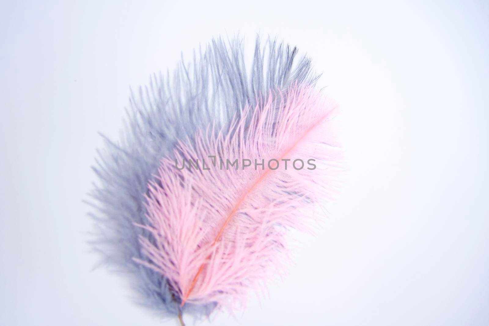 Ostrich colored feathers on a white background. A pen on an isolated background. Ostrich 