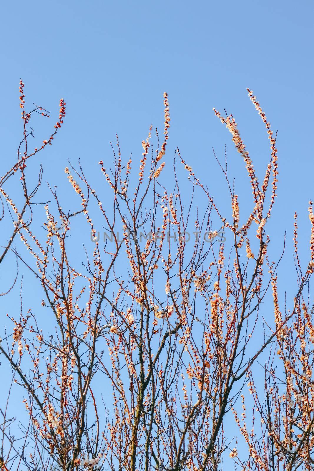 blooming tree branches for the entire frame. High quality photo