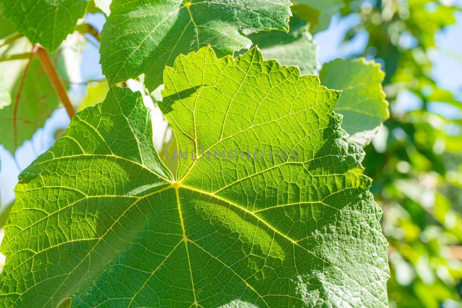 green grape leaves close up as background. the texture of the sheet. High quality photo