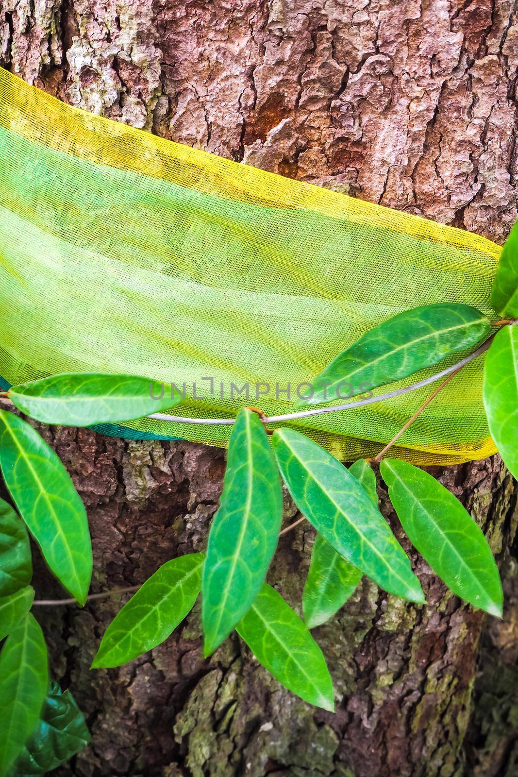 The worship with colored ribbons at the holy tree and the leaves of ivy plant