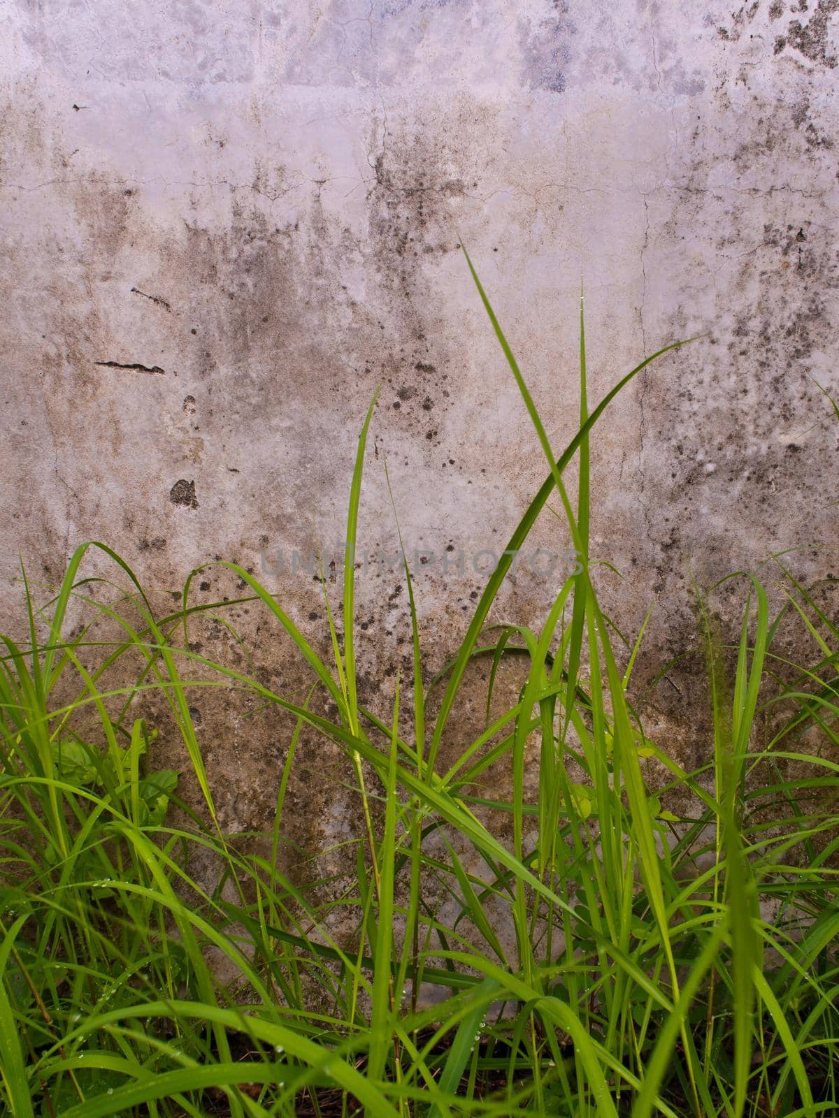 Grass blade in wind on concrete wall background