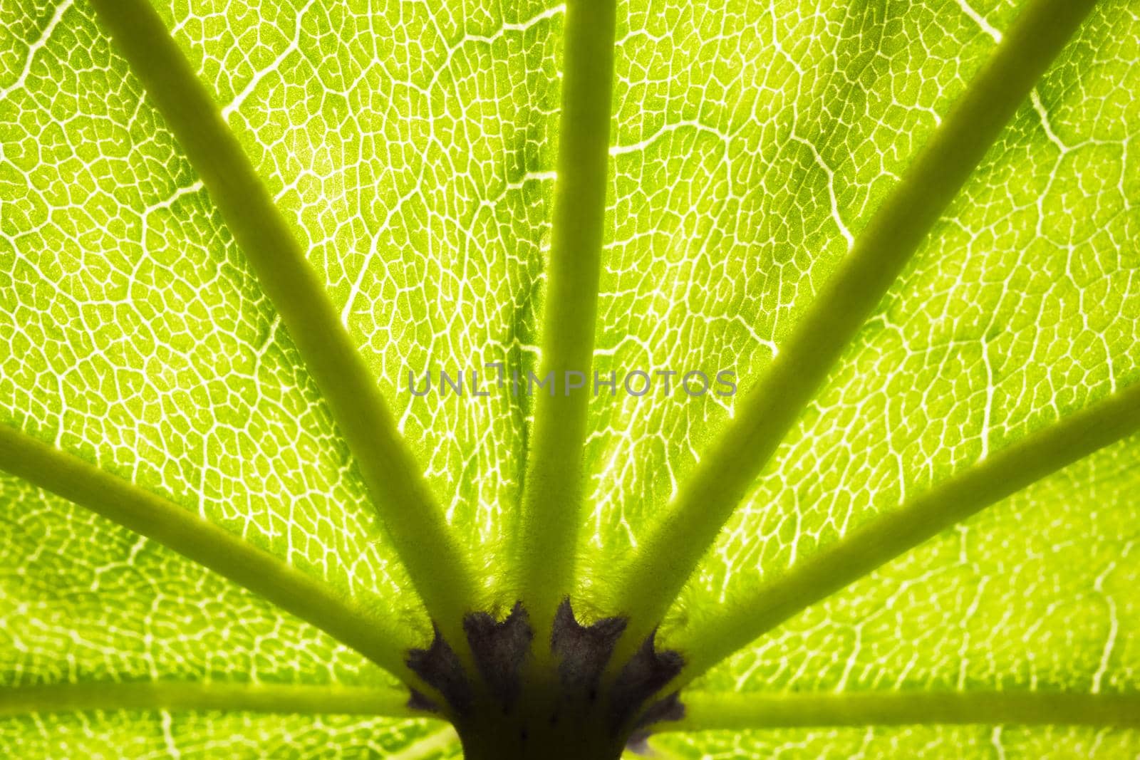 the structure of a green tree leaf as a macro background by roman112007