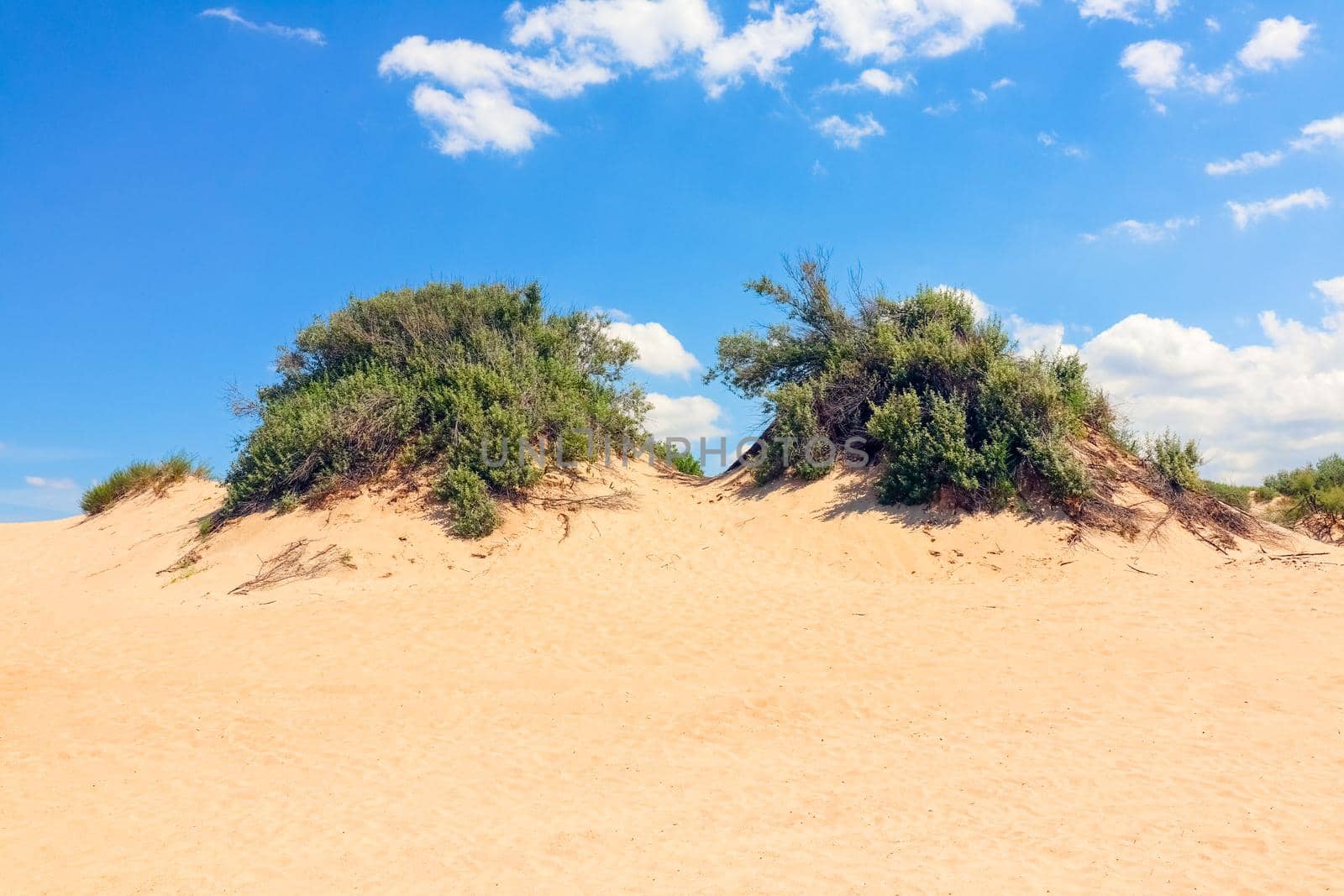 sand dunes covered with greenery against a blue sky by roman112007