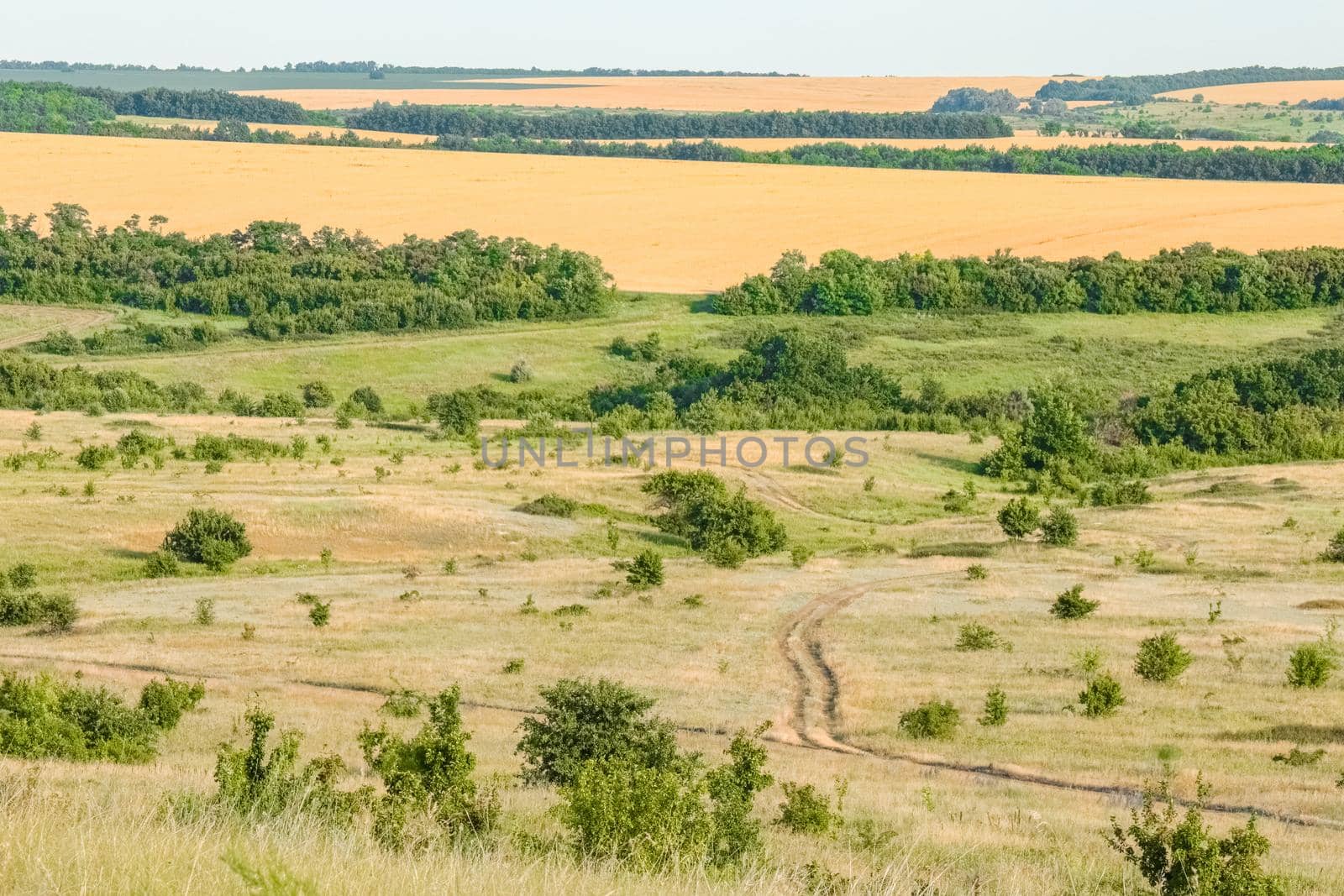 A large green field with trees in the background. the road that goes into the distance by roman112007