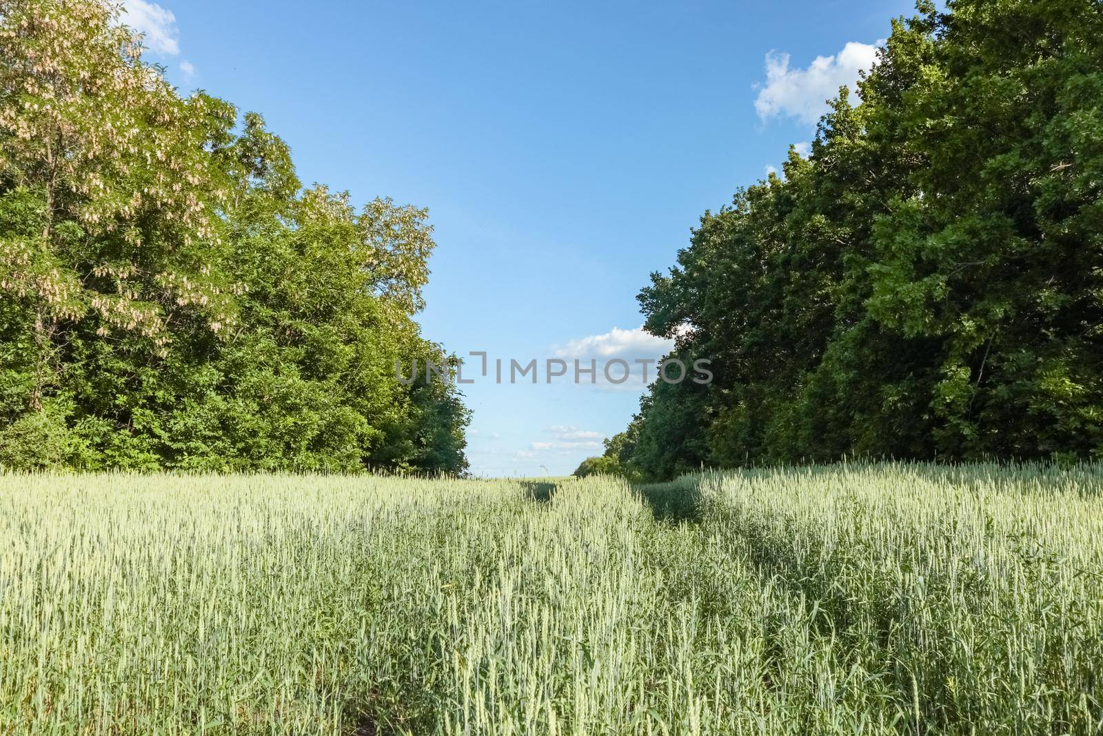 a field of green wheat against a blue sky close up for the entire frame by roman112007