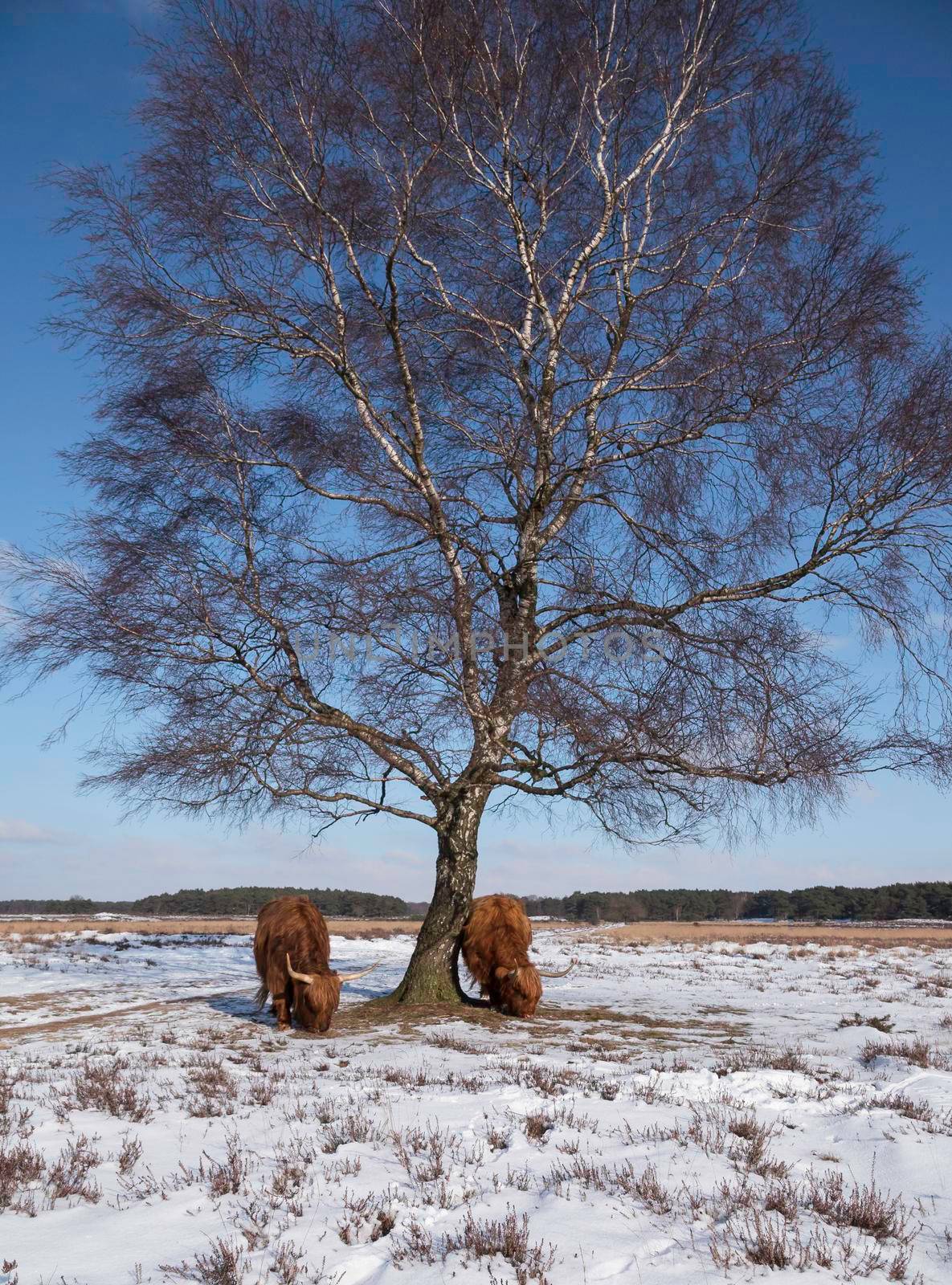 impressive  scottish highlanders with big horns walk in the snow facing the camera