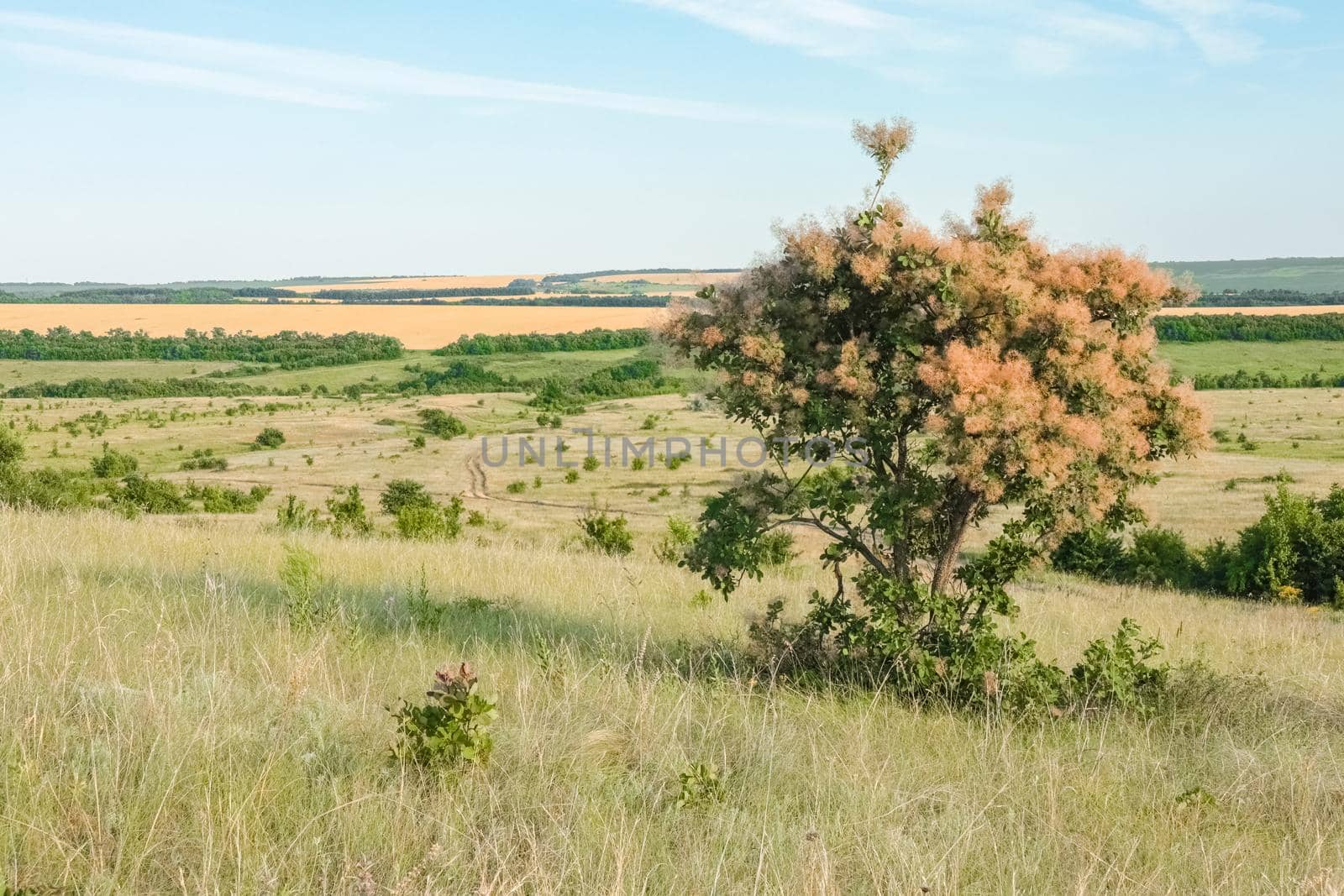 A large green field with trees in the background. the road that goes into the distance by roman112007