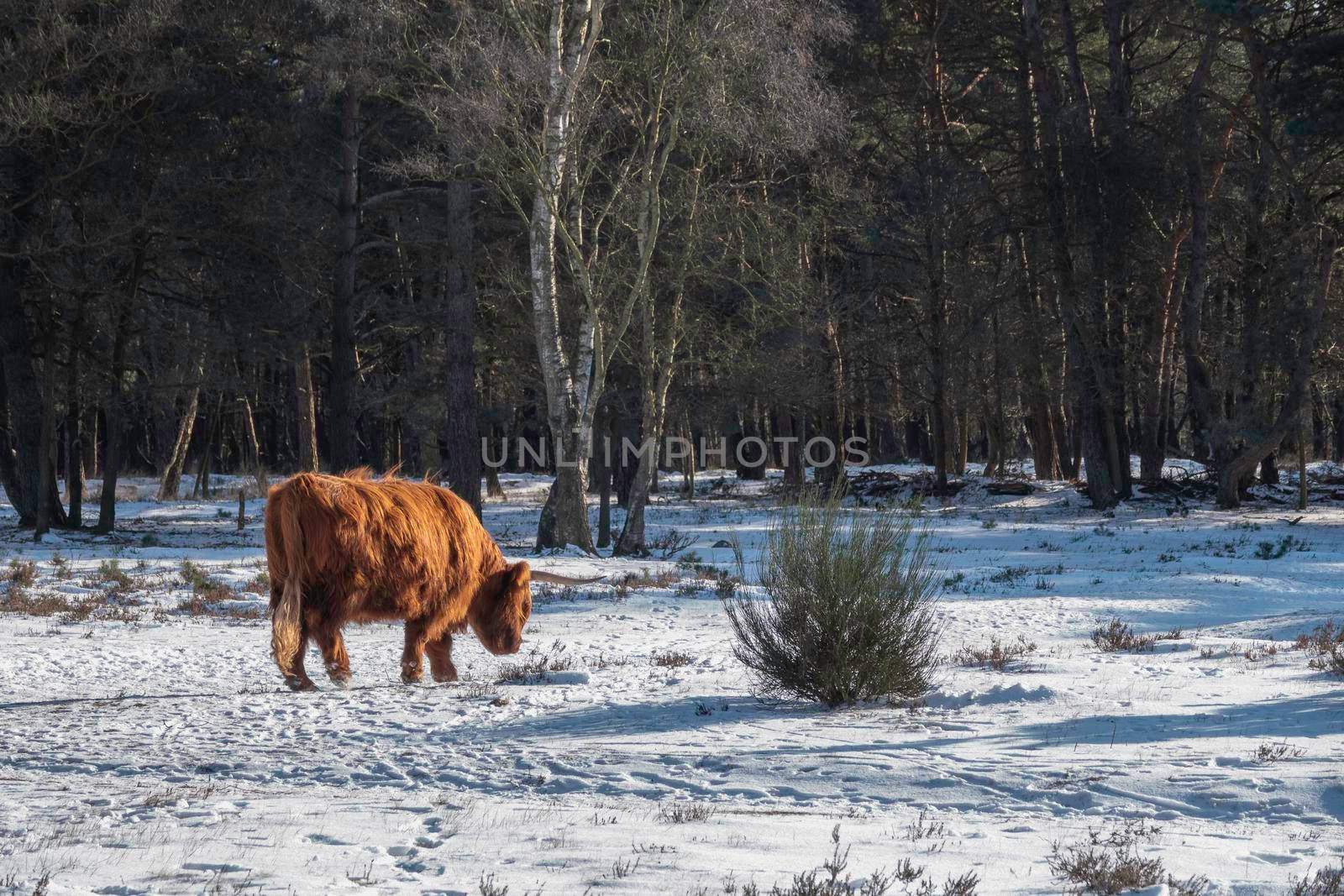 impressive  scottish highlanders with big horns walk in the snow with a forest as background
