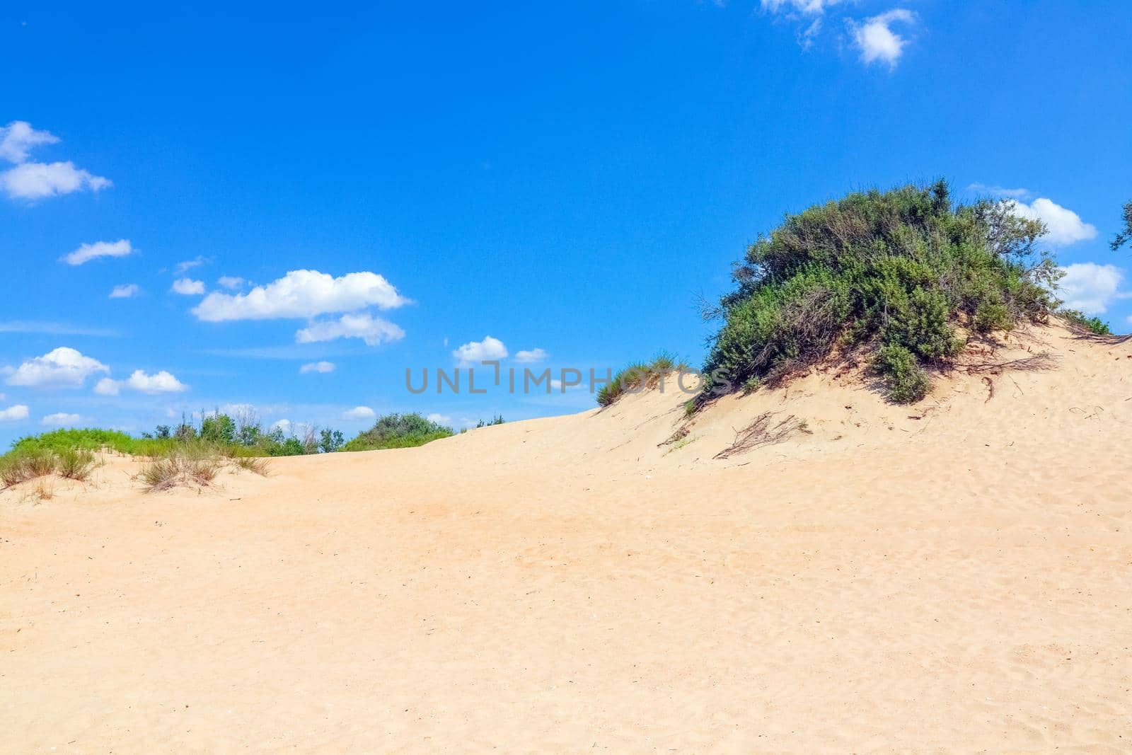 sand dunes covered with greenery against a blue sky. High quality photo