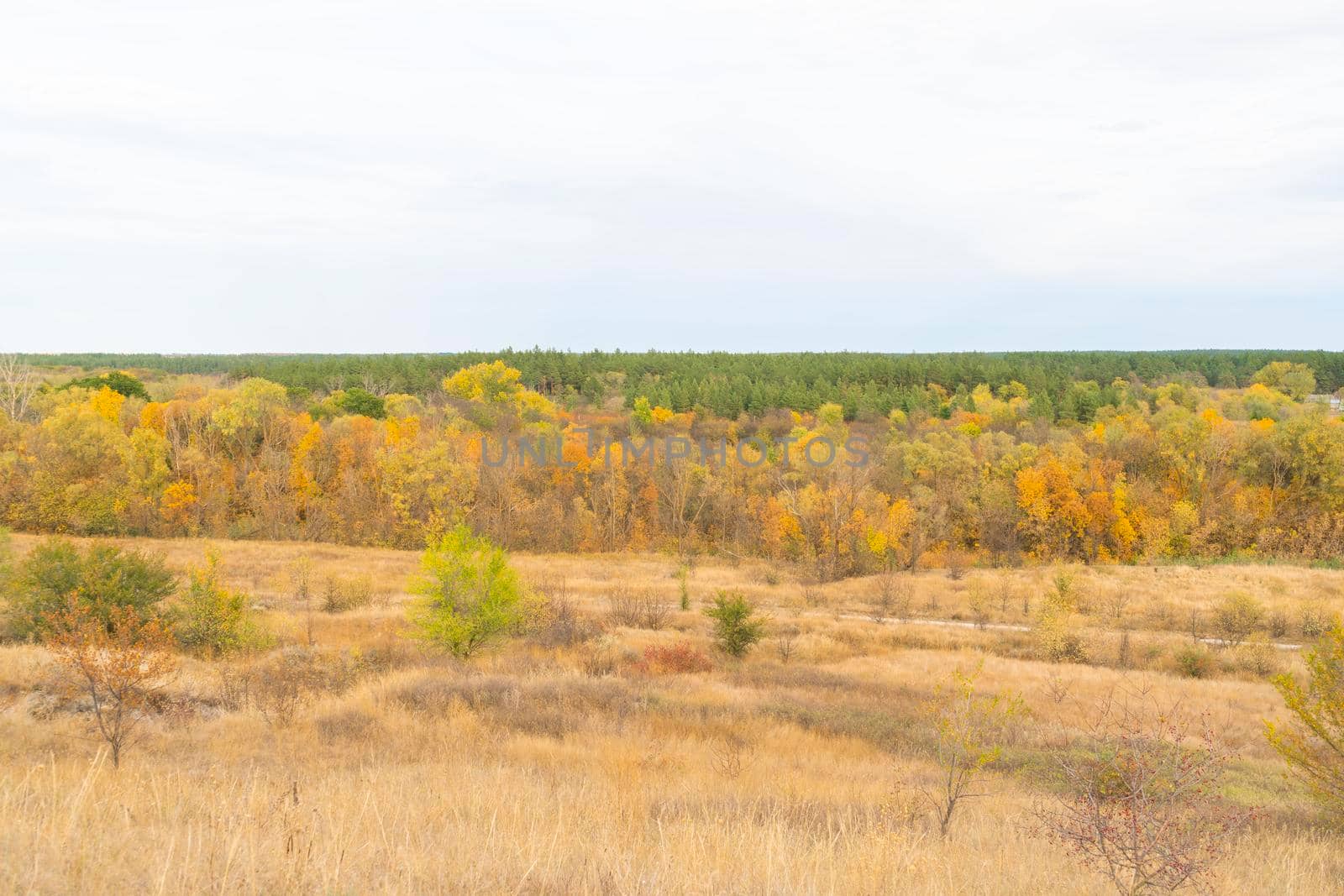 autumn forest landscape with blue sky background by roman112007