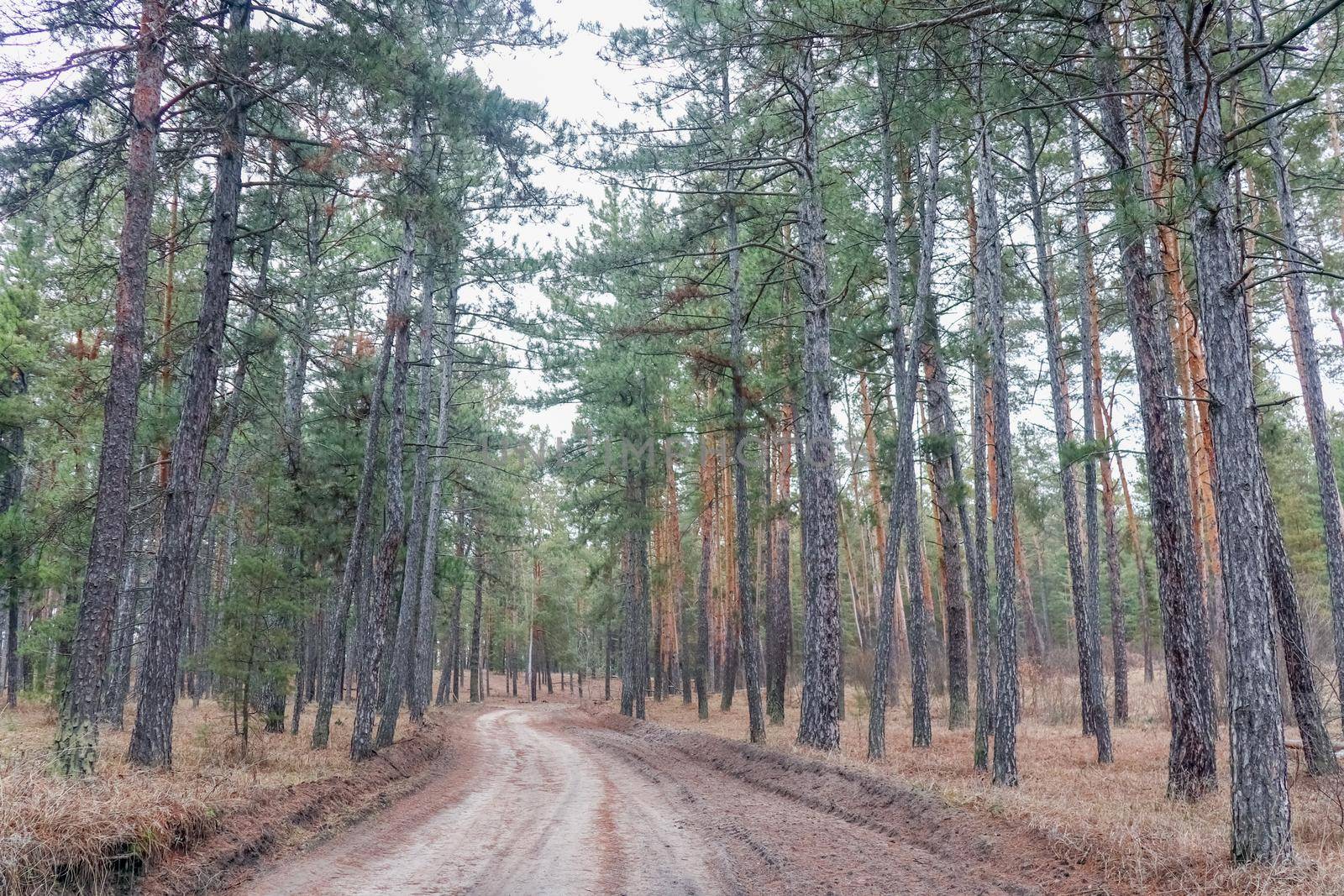 the road in the pine forest as a landscape. High quality photo