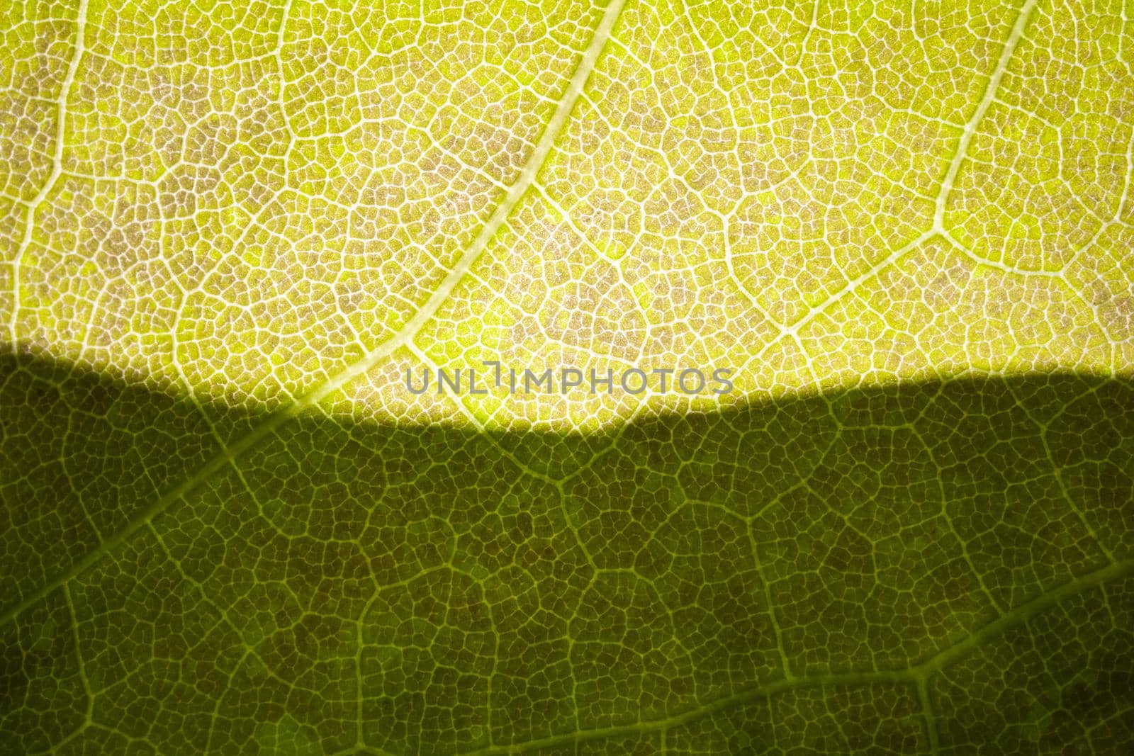the structure of a green tree leaf as a macro background. High quality photo