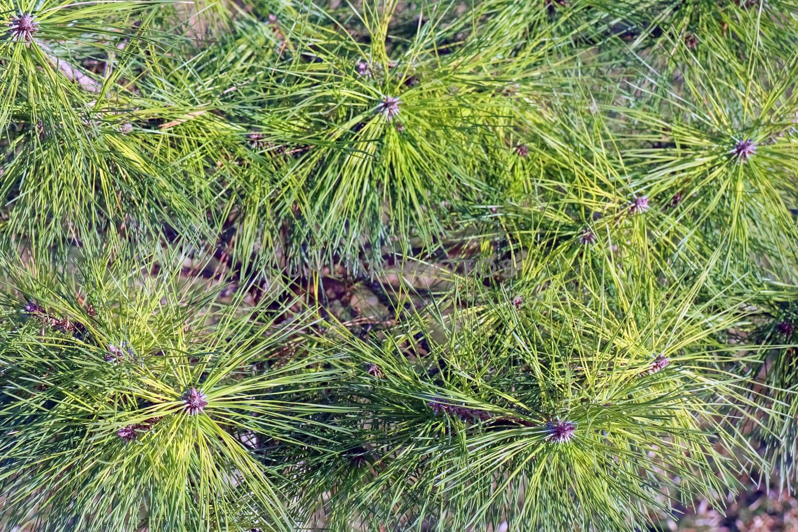 spruce branches as a close-up as background  by roman112007