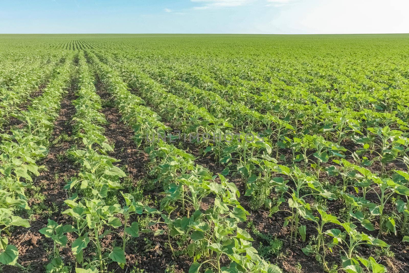 field of young sunflower sprouts against the sky. High quality photo