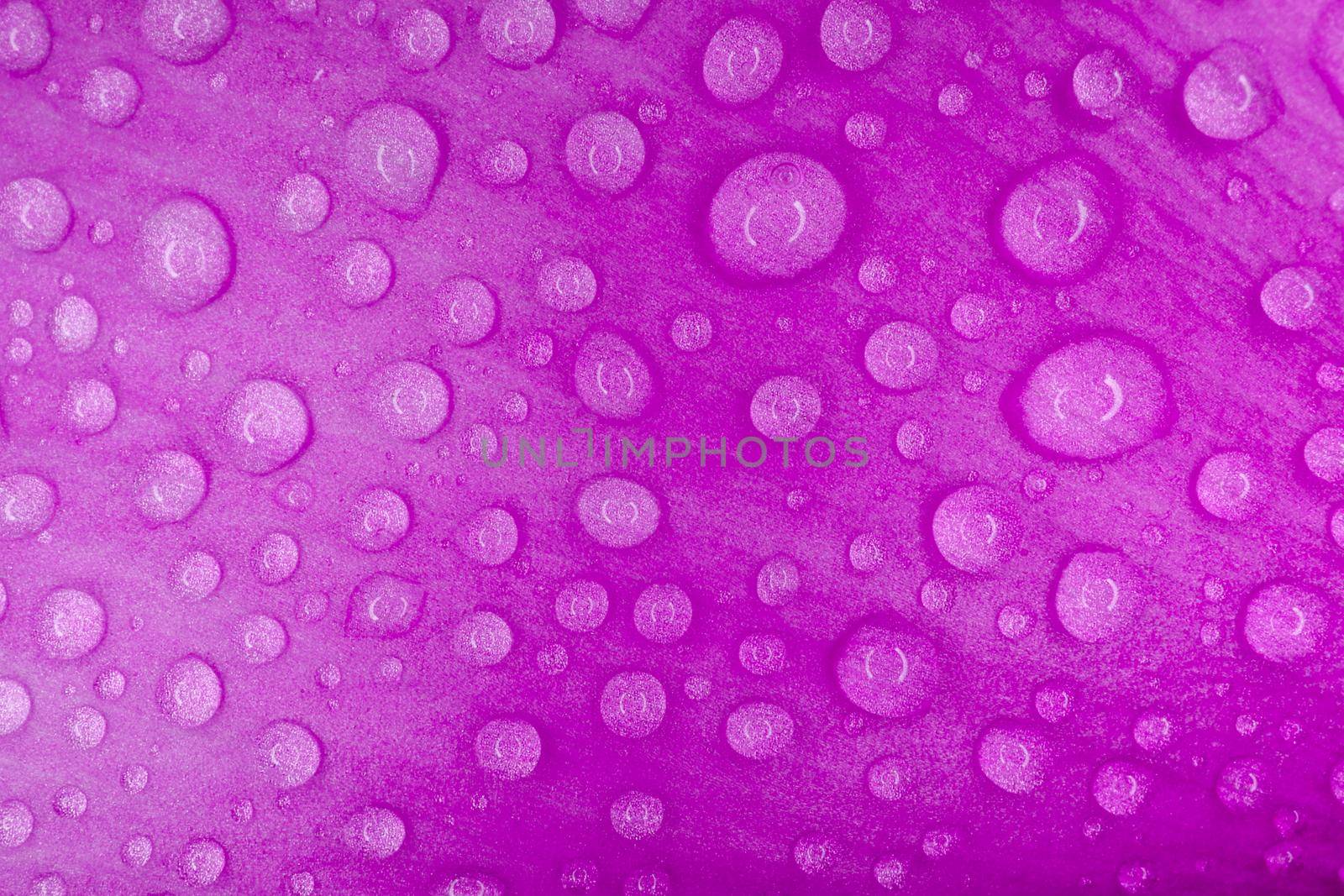 water drops on a purple macro petal as a background by roman112007