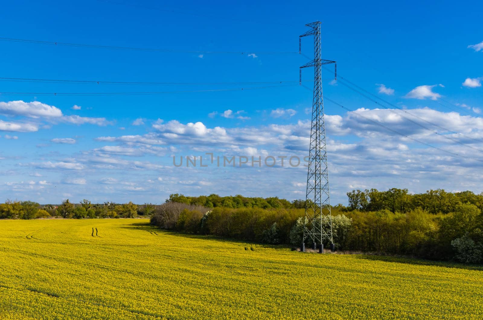 Gigh voltage pole on huge yellow colza field near small forest