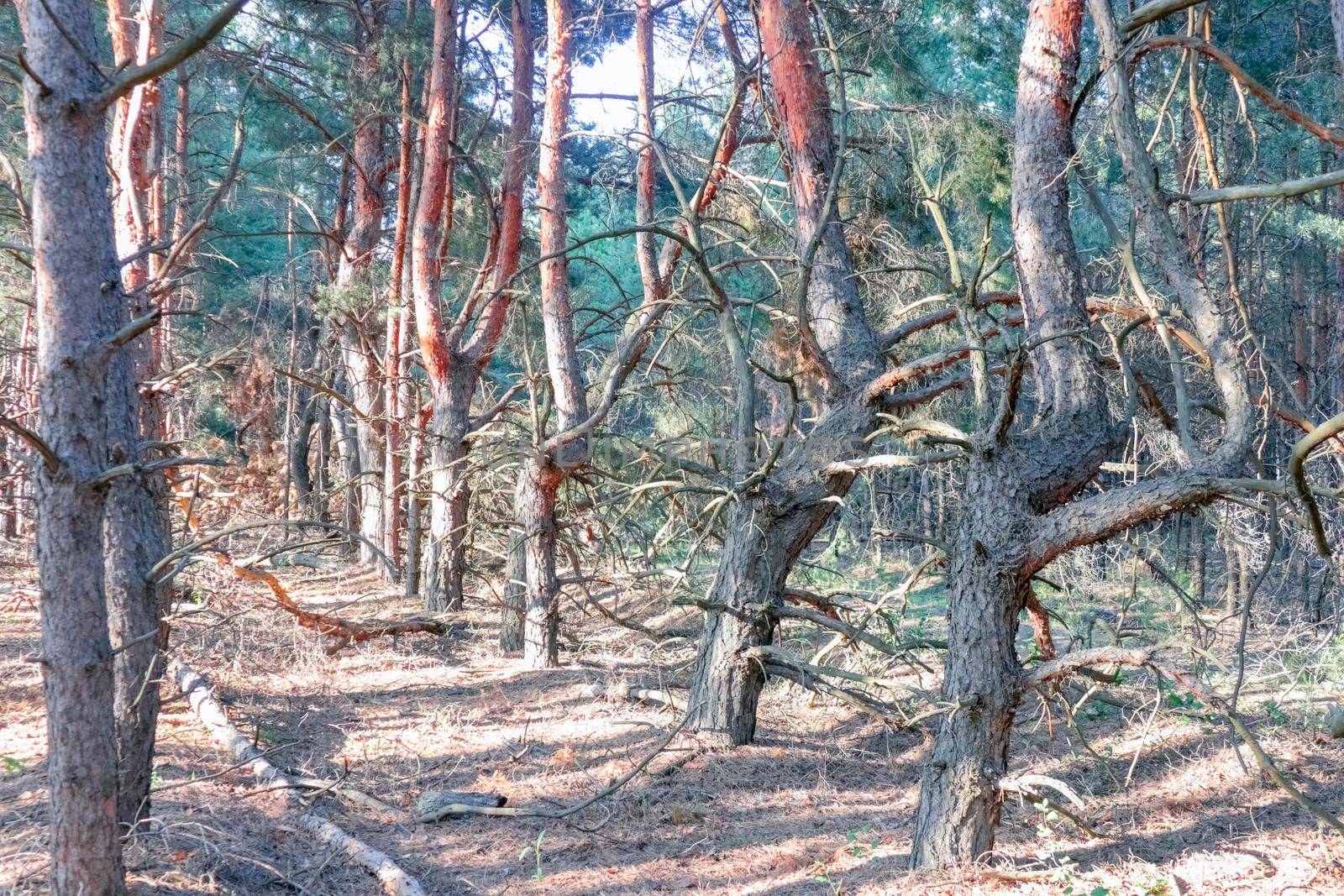 old pine forest. fancy shapes of old trees by roman112007