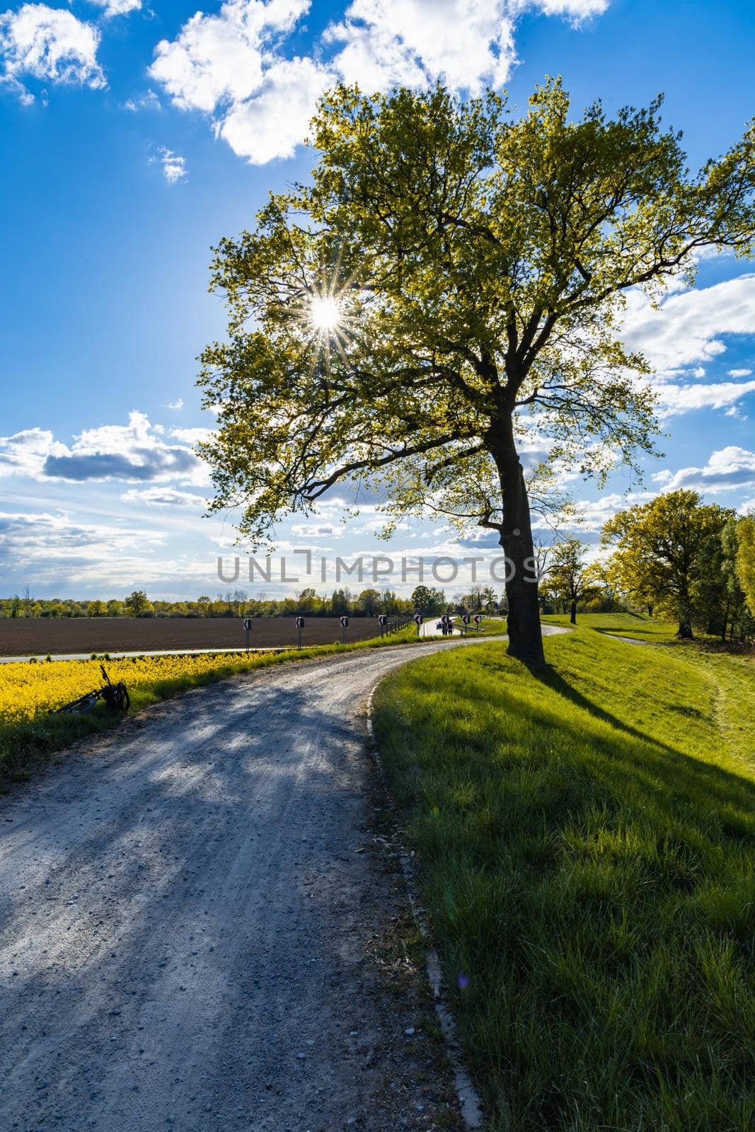 Shining sun behind alone tree near stony path and colorful fields at sunny day