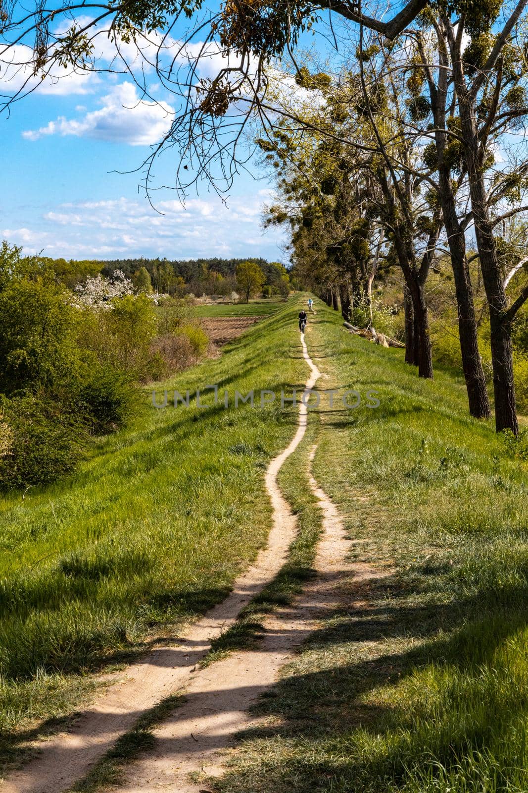 Long path between high trees and fields with riding cyclists  by Wierzchu