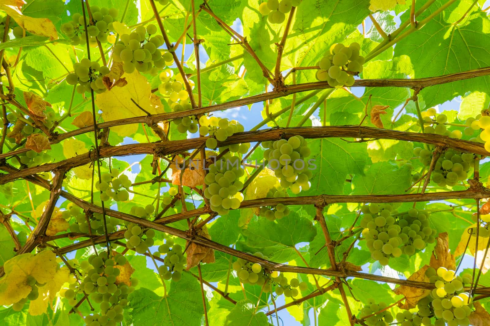 brushes of grapes on vines in the garden close-up. High quality photo