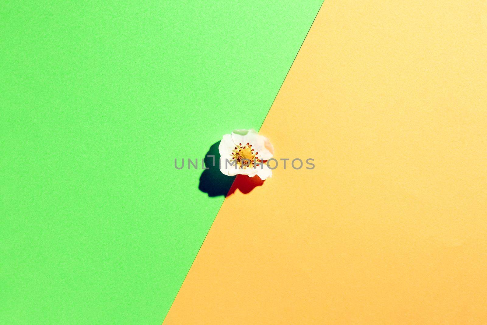 the petals of the flowers on multicolored background, top view by roman112007