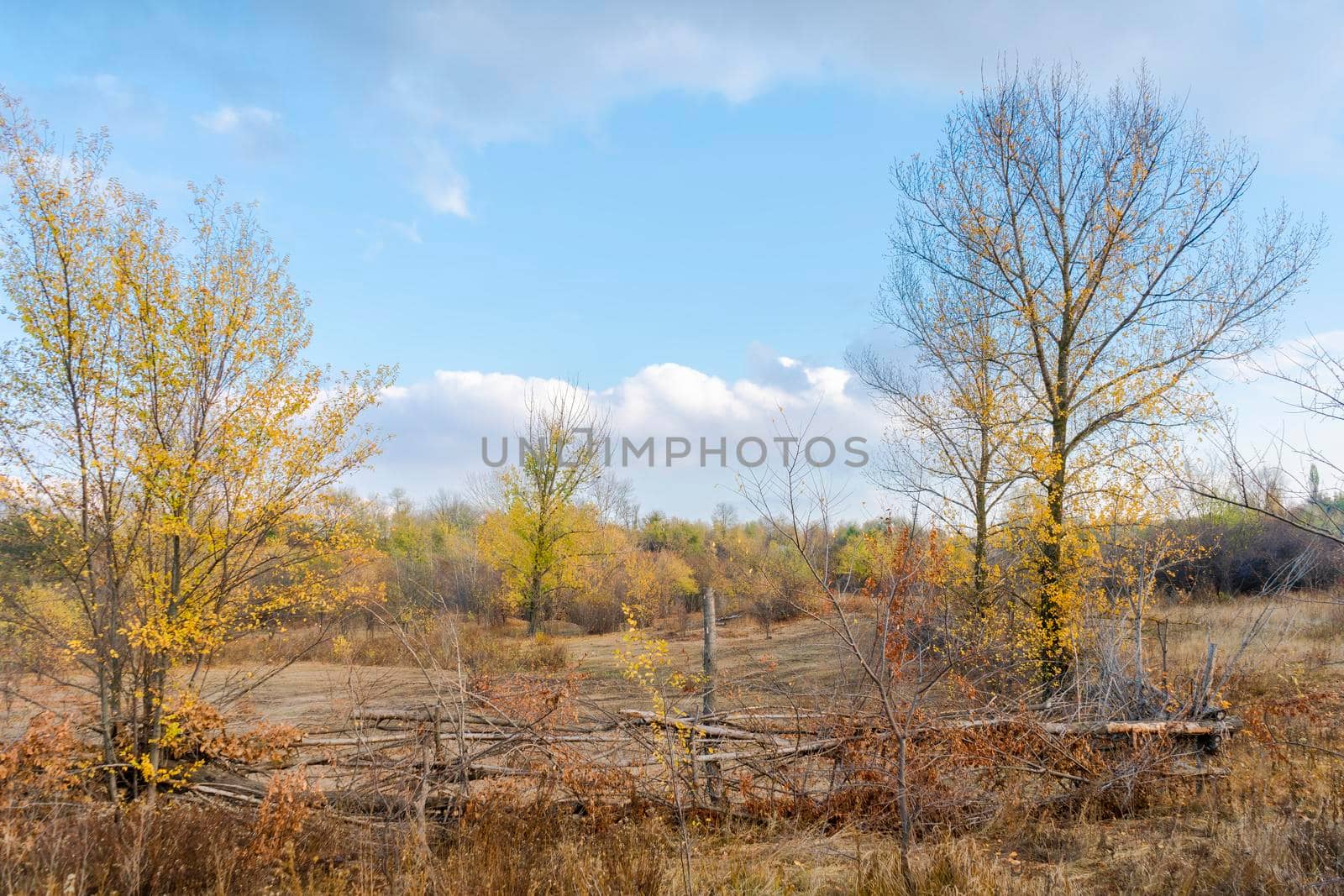 autumn forest landscape with blue sky background. High quality photo