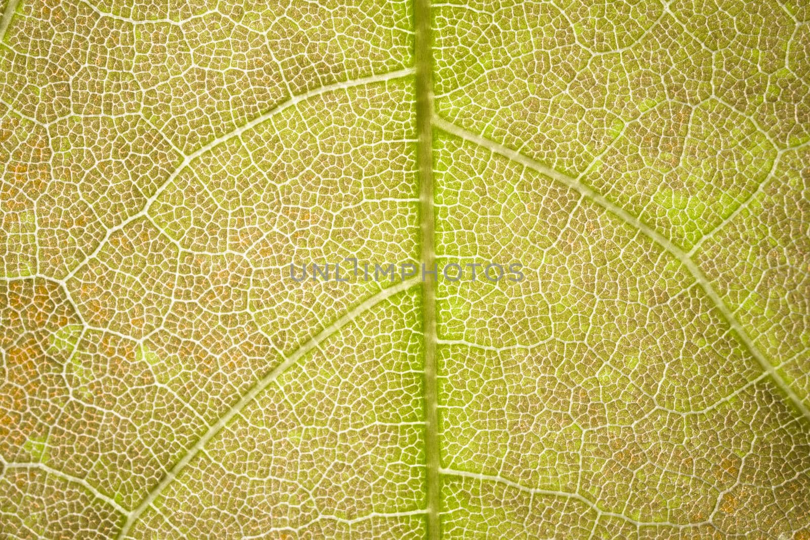 the structure of a green tree leaf as a macro background by roman112007