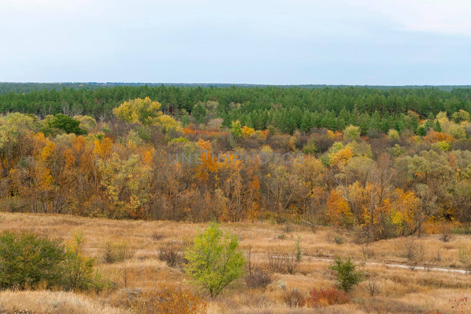 autumn forest landscape with blue sky background. High quality photo