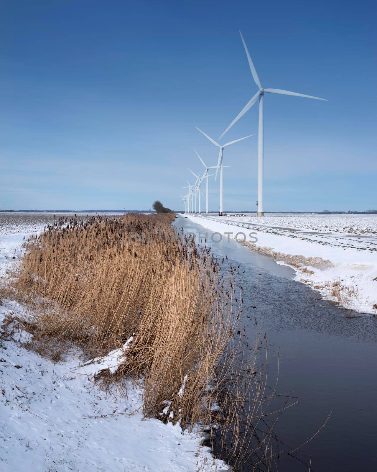snow covered fields and wind turbines in dutch polder of flevoland under blue sky by ahavelaar
