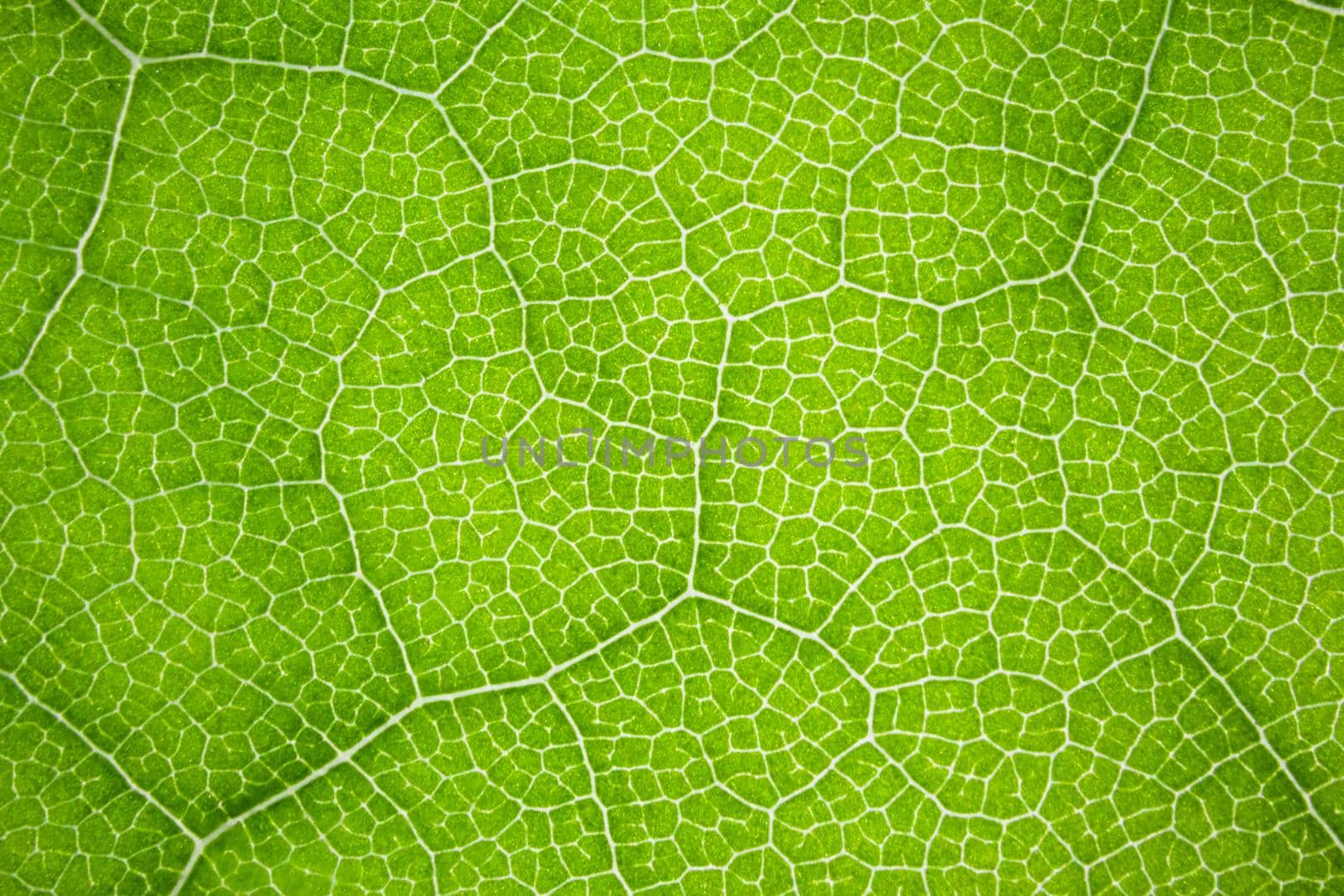 the structure of a green tree leaf as a macro background by roman112007