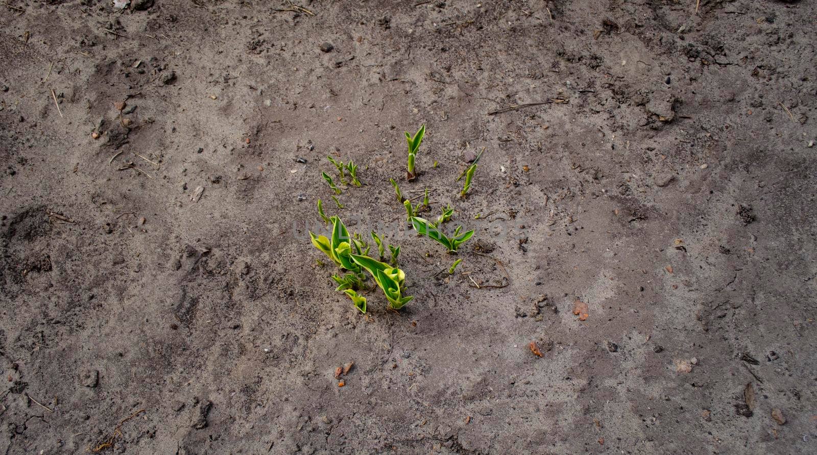 Young sprouts grow on lifeless gray soil. Top View. Ecology and agriculture concept by mtx