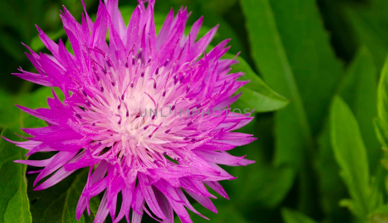 Purple and white Stokes Aster flower shot close-up on a blured background of greenery by mtx