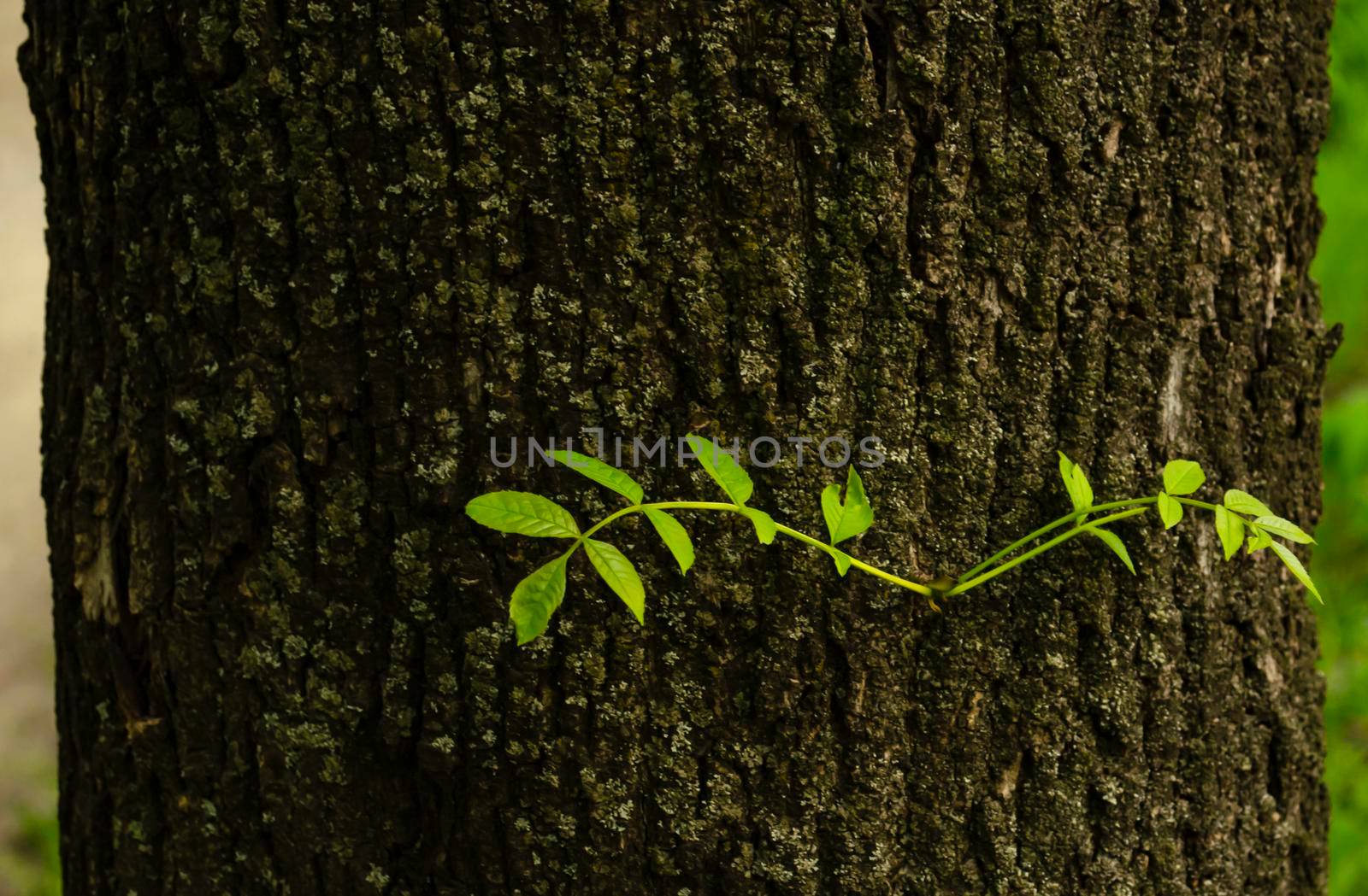 Young sprouts on a tree trunk close-up. New pear tree branches. New fragile sprouts on the background of a beautiful texture of tree bark. Concept of a fresh idea or new life in an old environment. by mtx