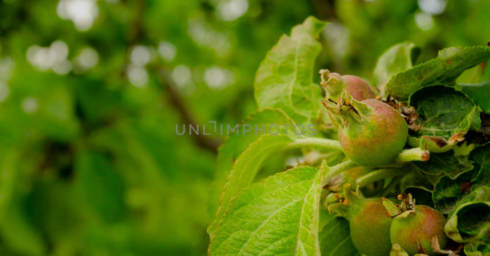 Green group of young apple on tree branch, selective focus close up. Beautiful young apple fruits after flowering in the orchard during spring season by mtx