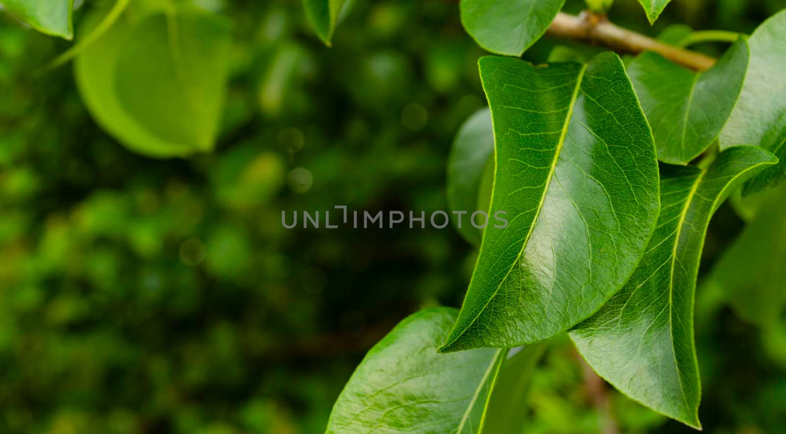 Close up of green spring leaves. Nature ecological background. Young branch. Space for text by mtx