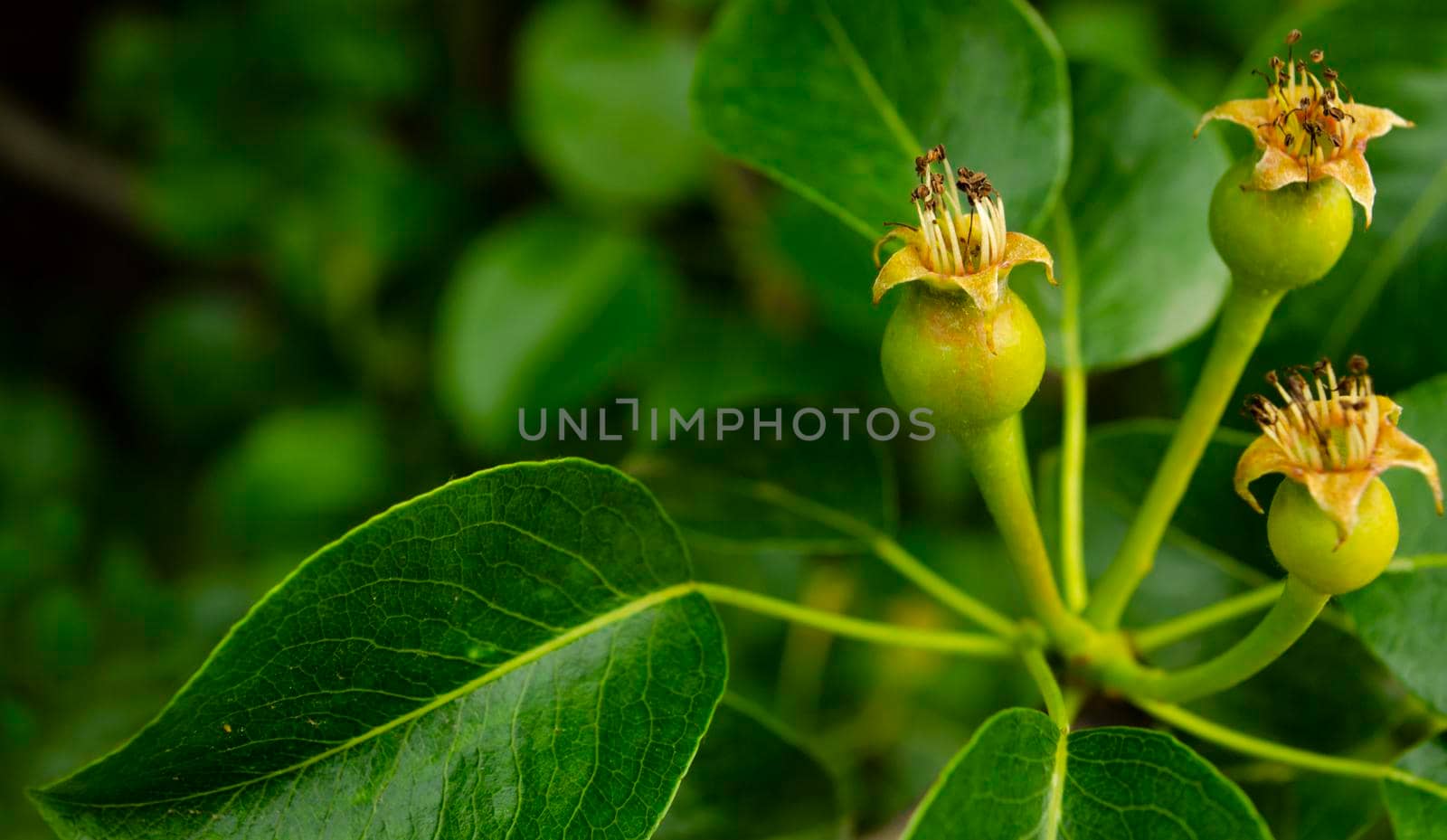 Green group of young pears on tree branch, selective focus close up
