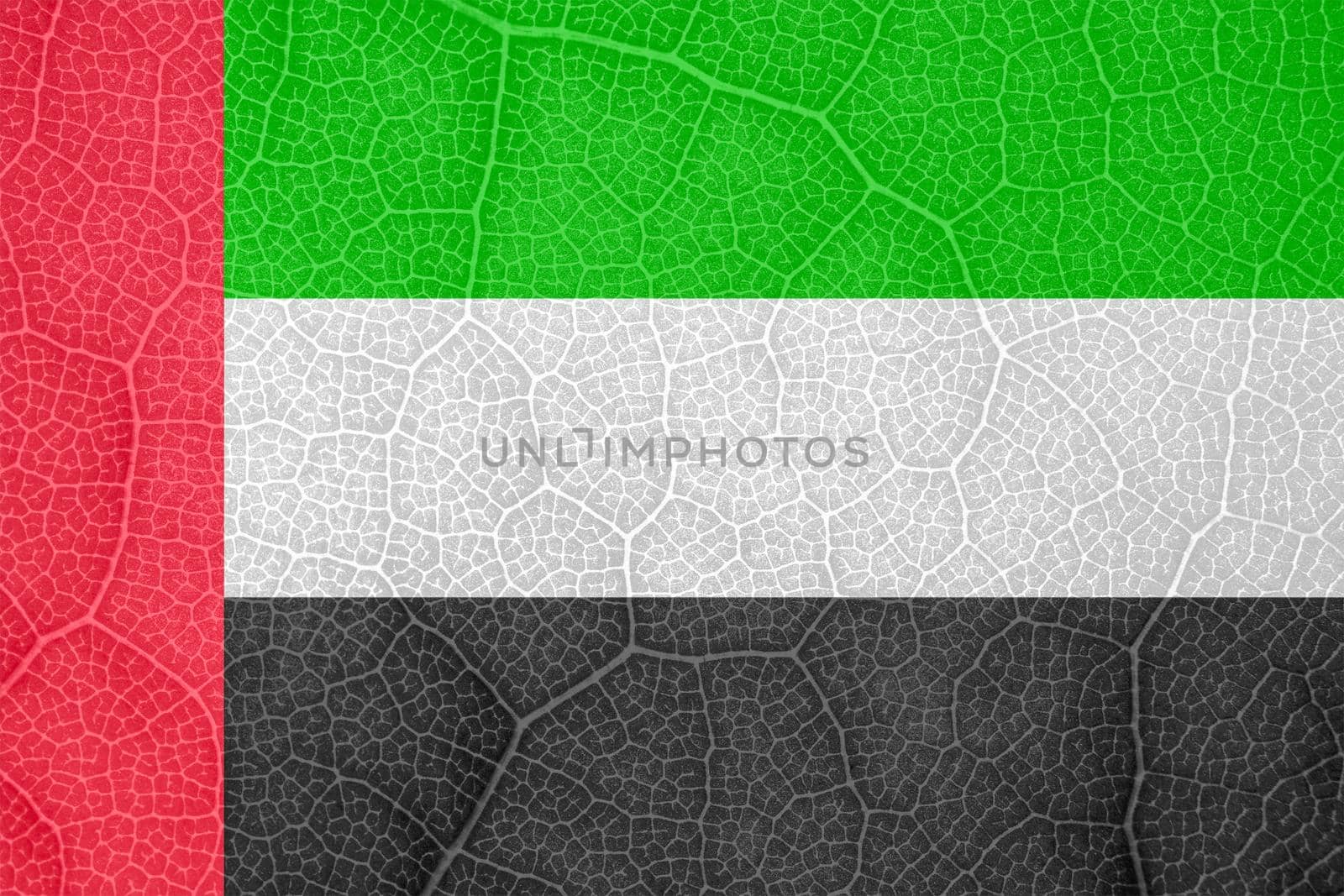 flag of the United Arab Emirates on the structure of a tree leaf macro. High quality photo