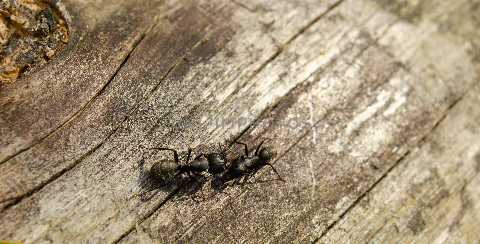 Two ants on a gray log are fighting for supremacy. Natural background by mtx